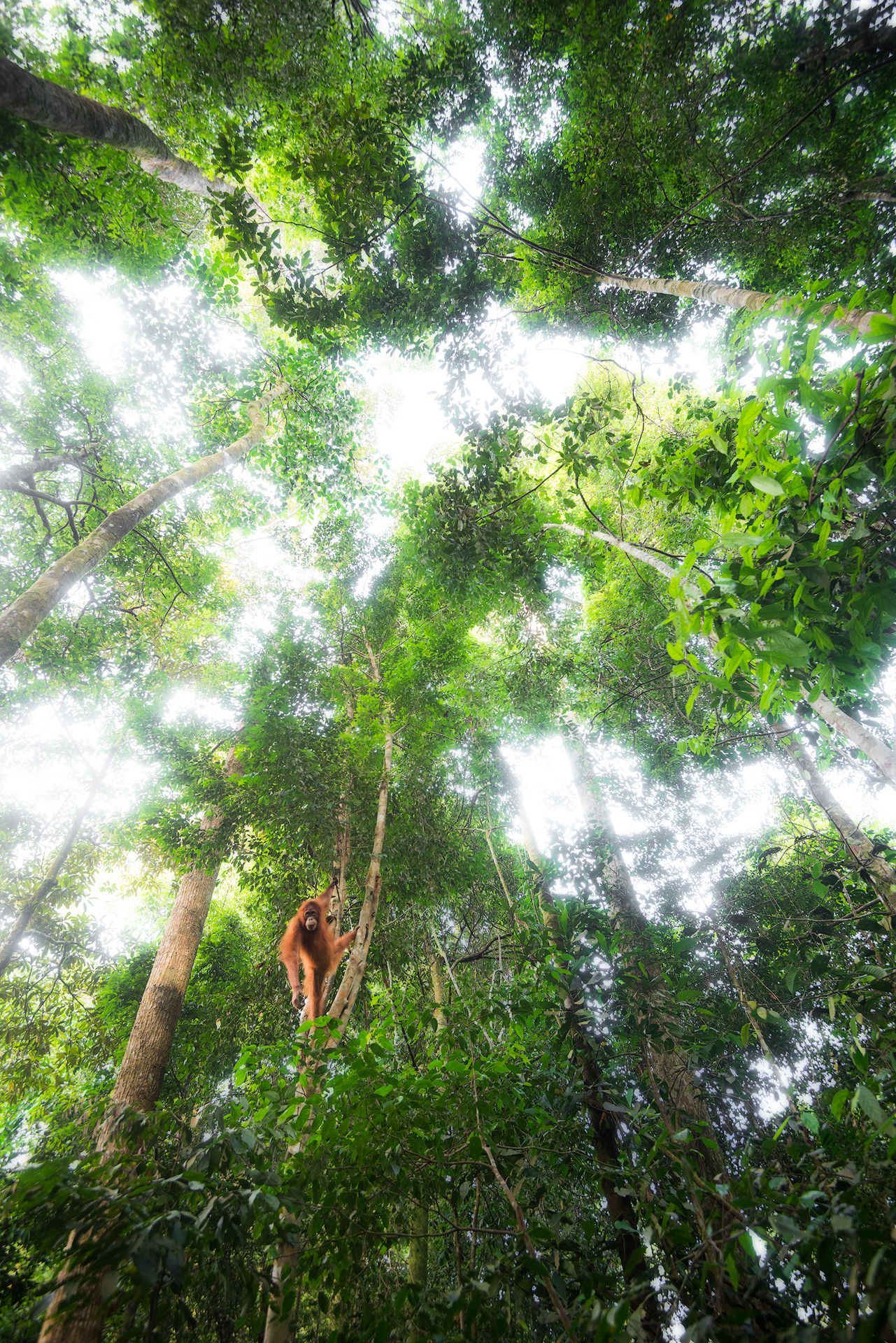 L'uomo della foresta (Orang Utang)