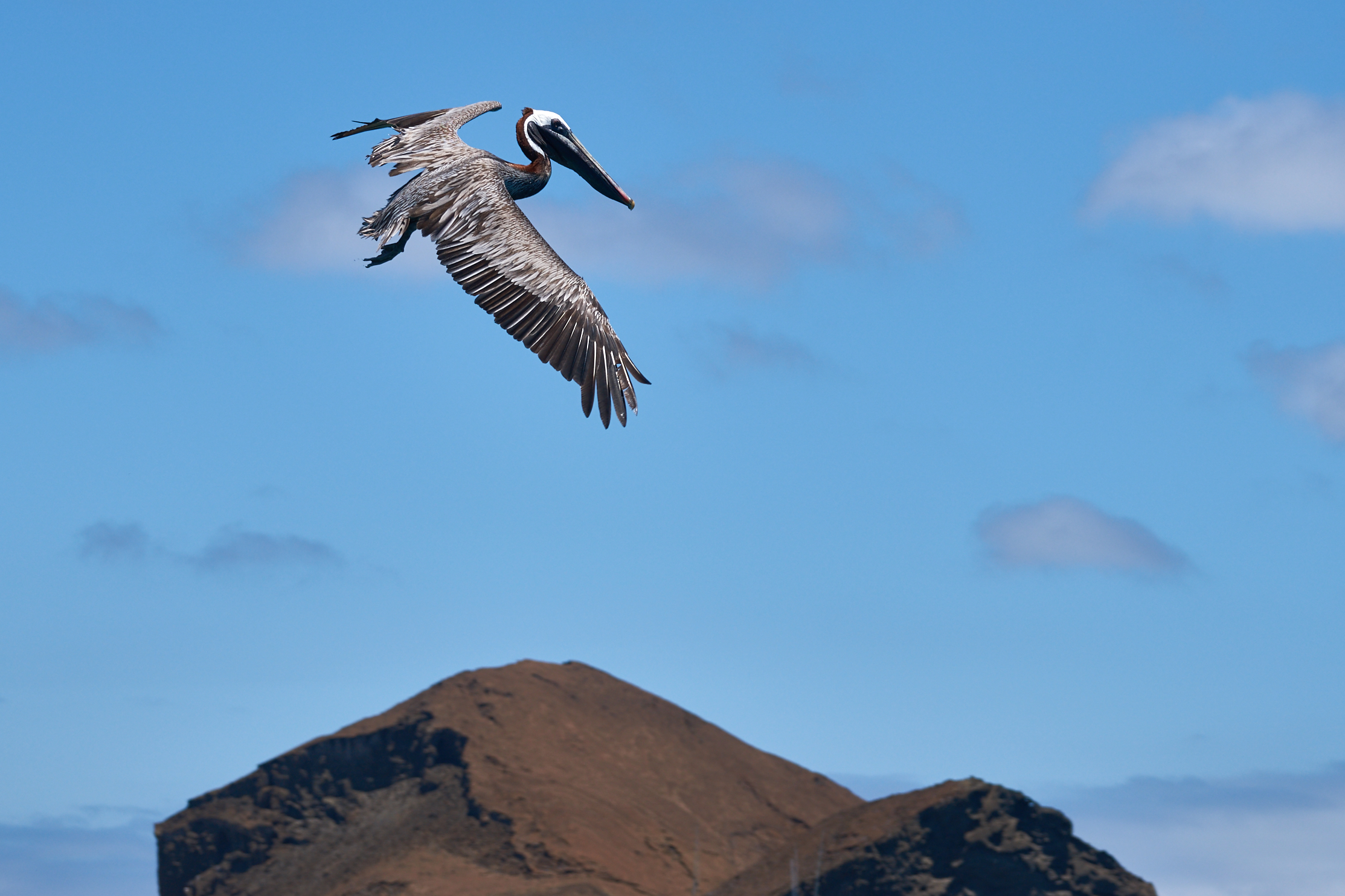 Pellicano delle Galapagos