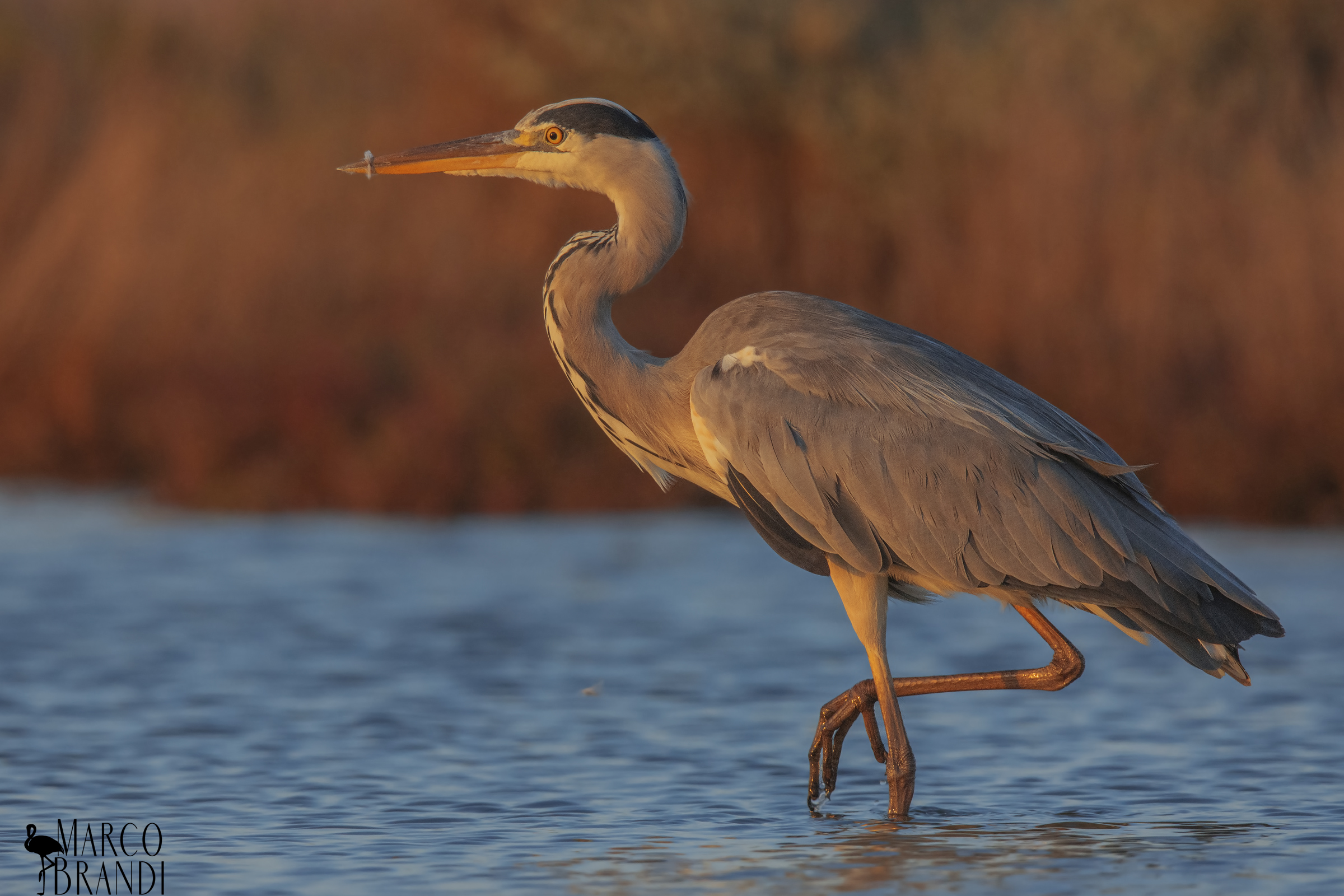 Cowhide at first lights