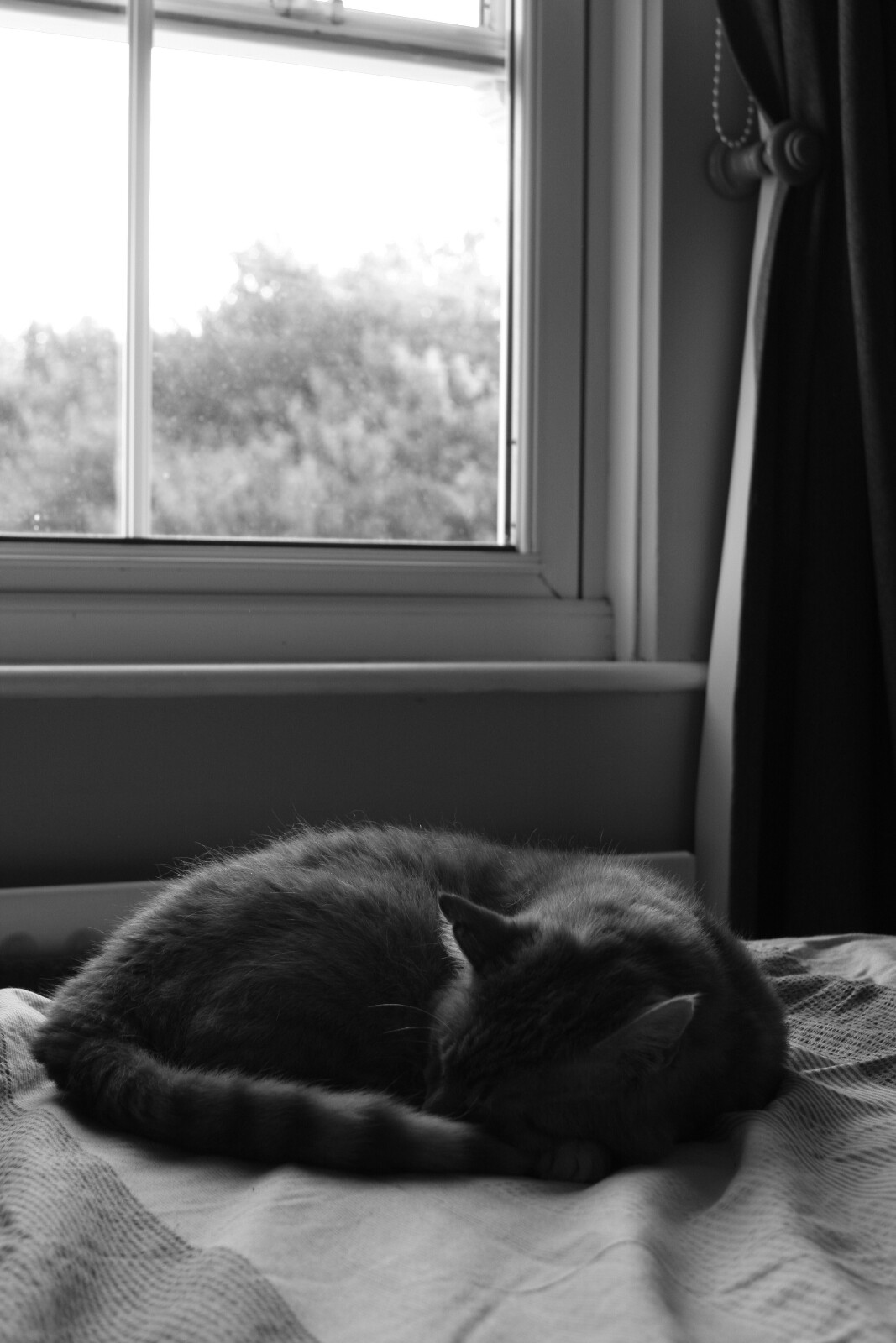 Gatto dalla finestra