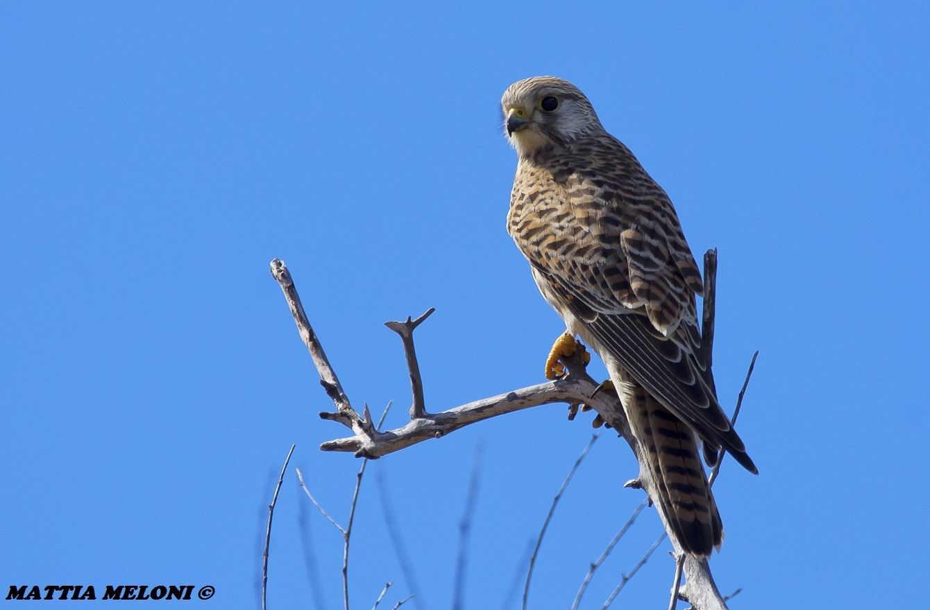Kestrel - Falco tunniculus
