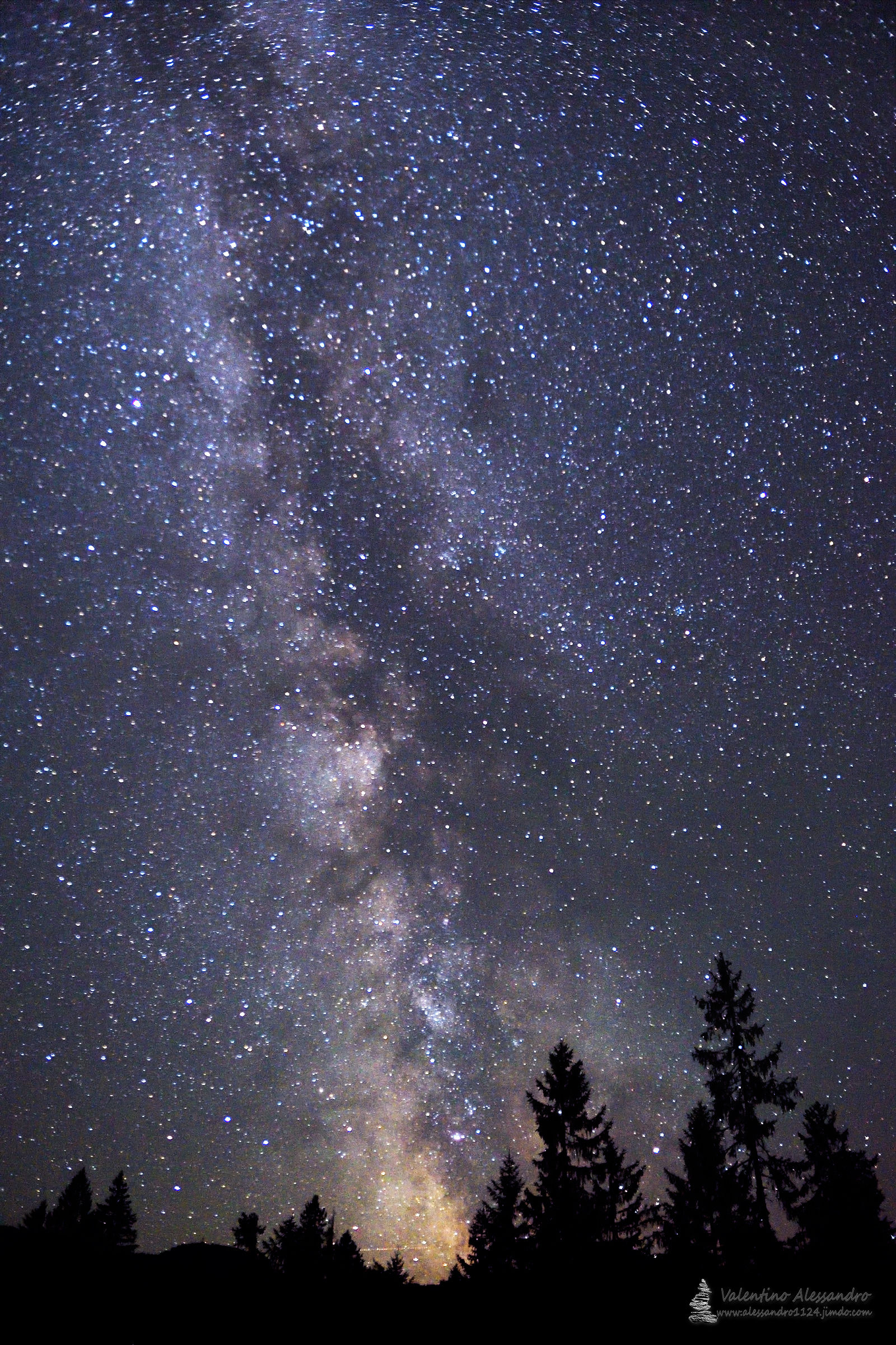 il bosco e le stelle