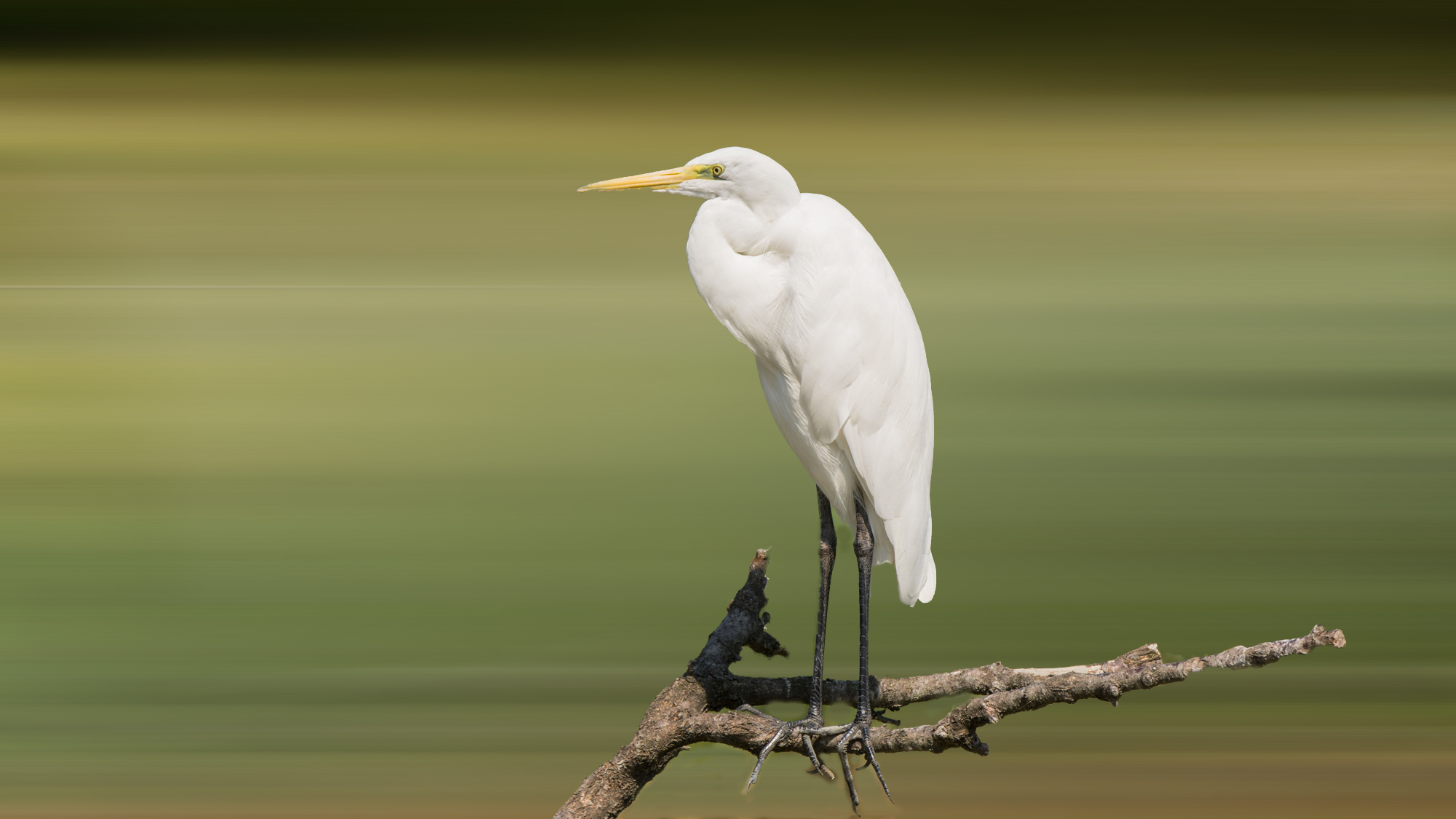 The White Heron
