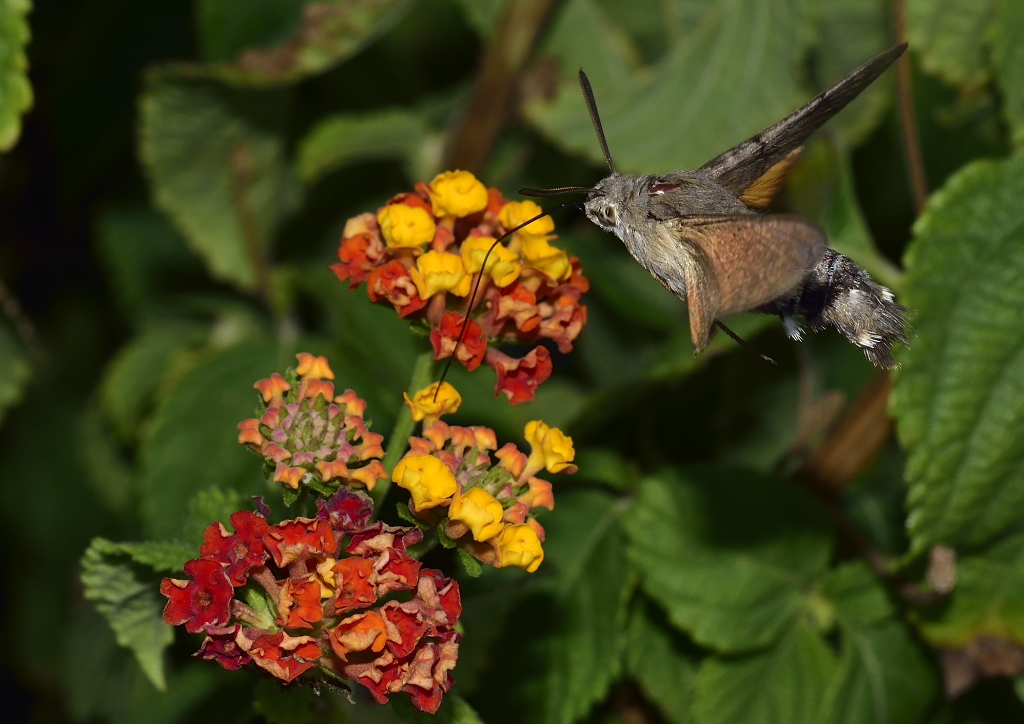 Macroglossum Stellatarum (sfinge colibrì)