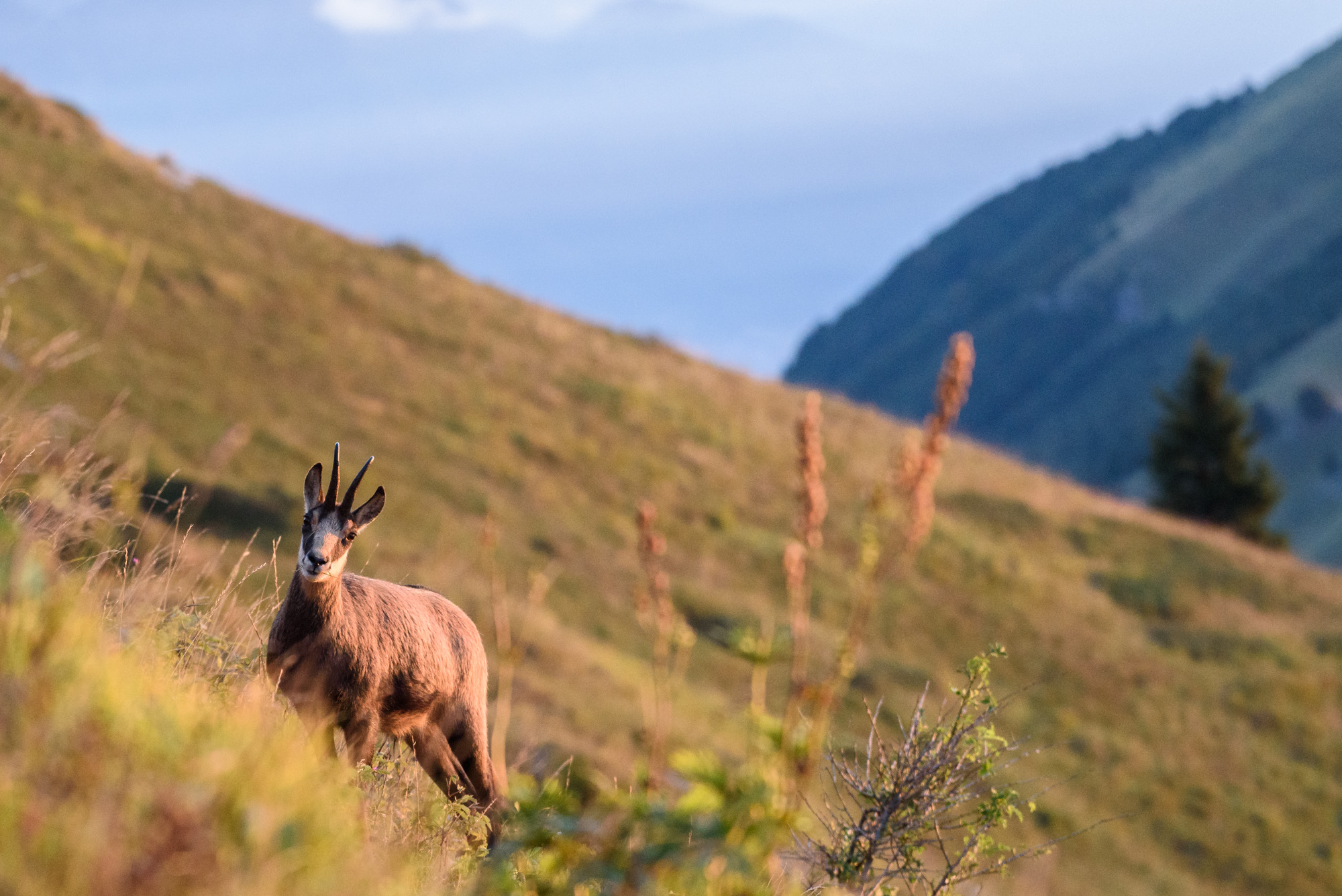 Chamois at dawn