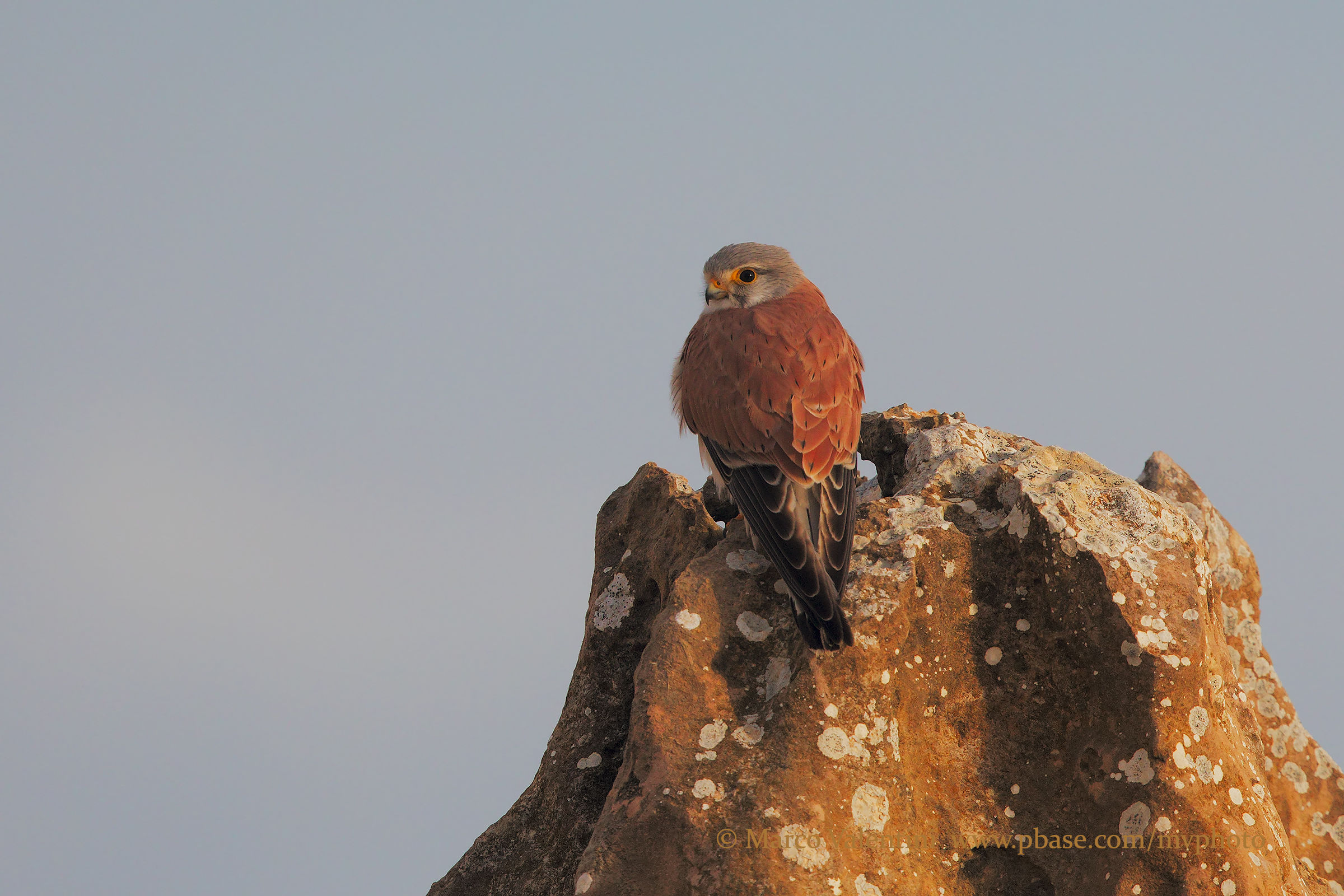 Australian kestrel