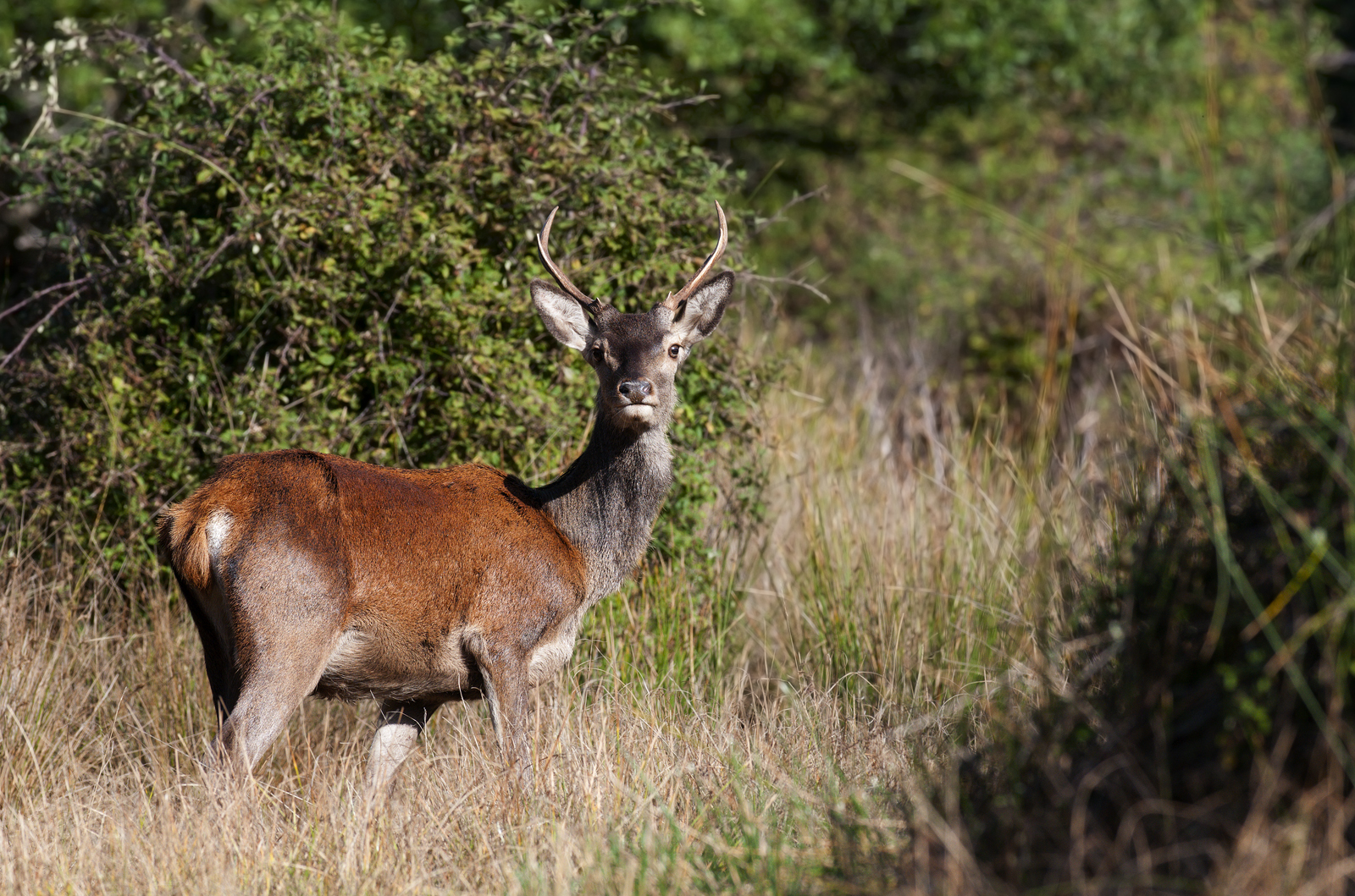 Young male (second stage)