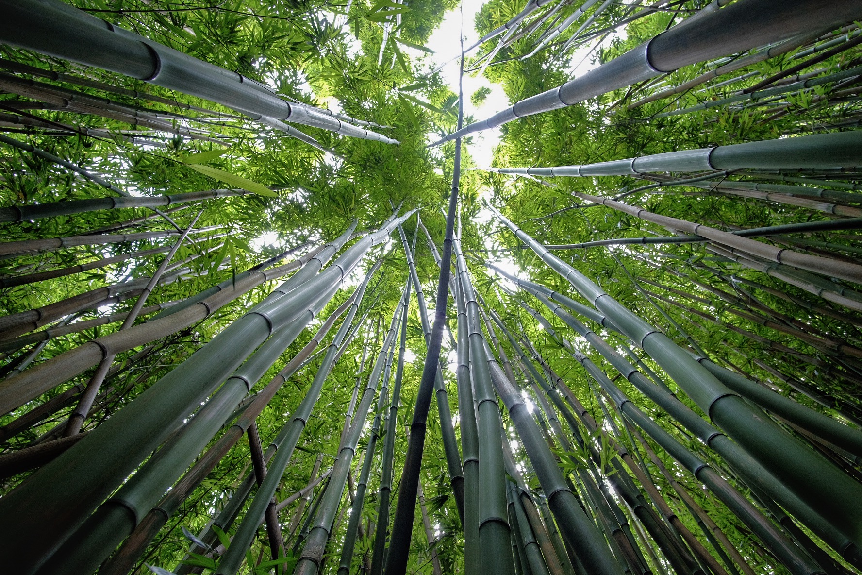 Bamboo