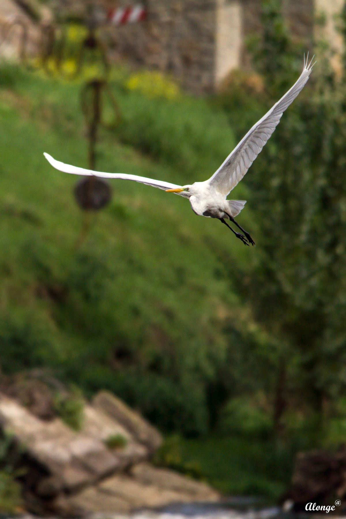 Airone Bianco Maggiore