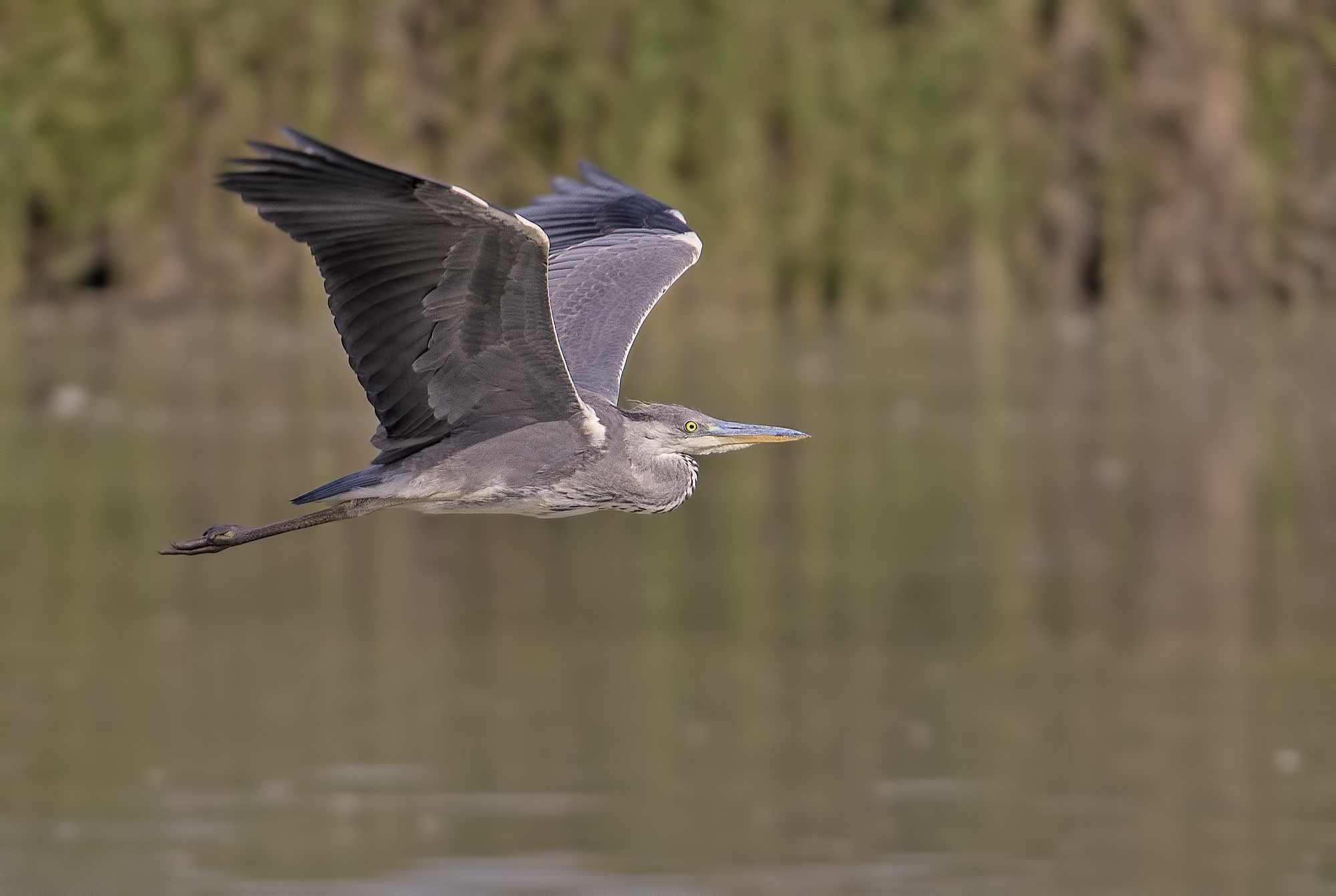 Heron in flight.