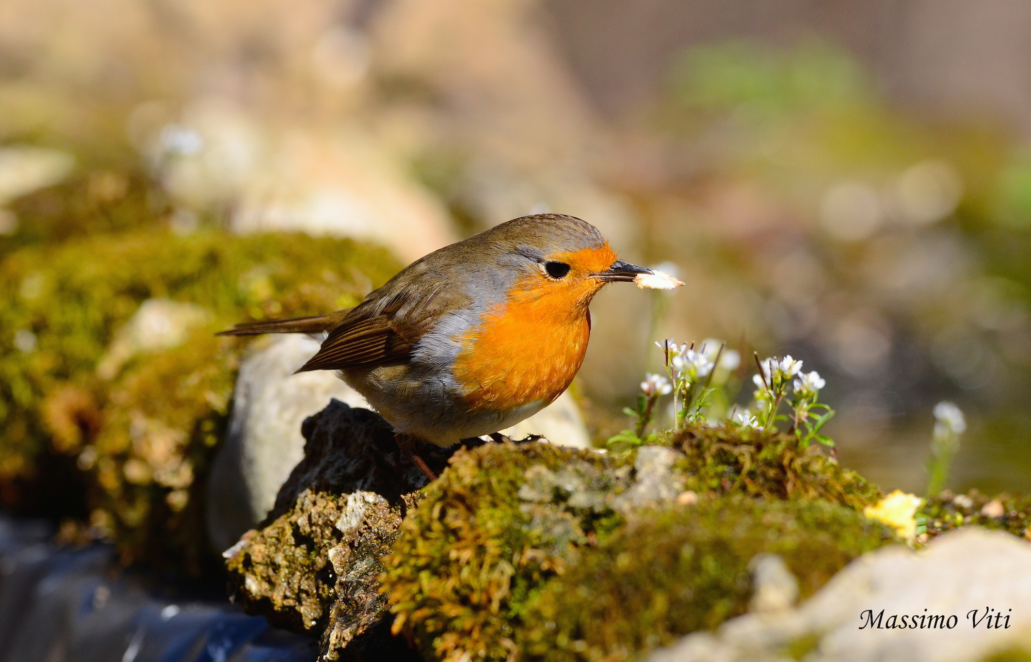 Pettirosso ( Erithacus rubecula )