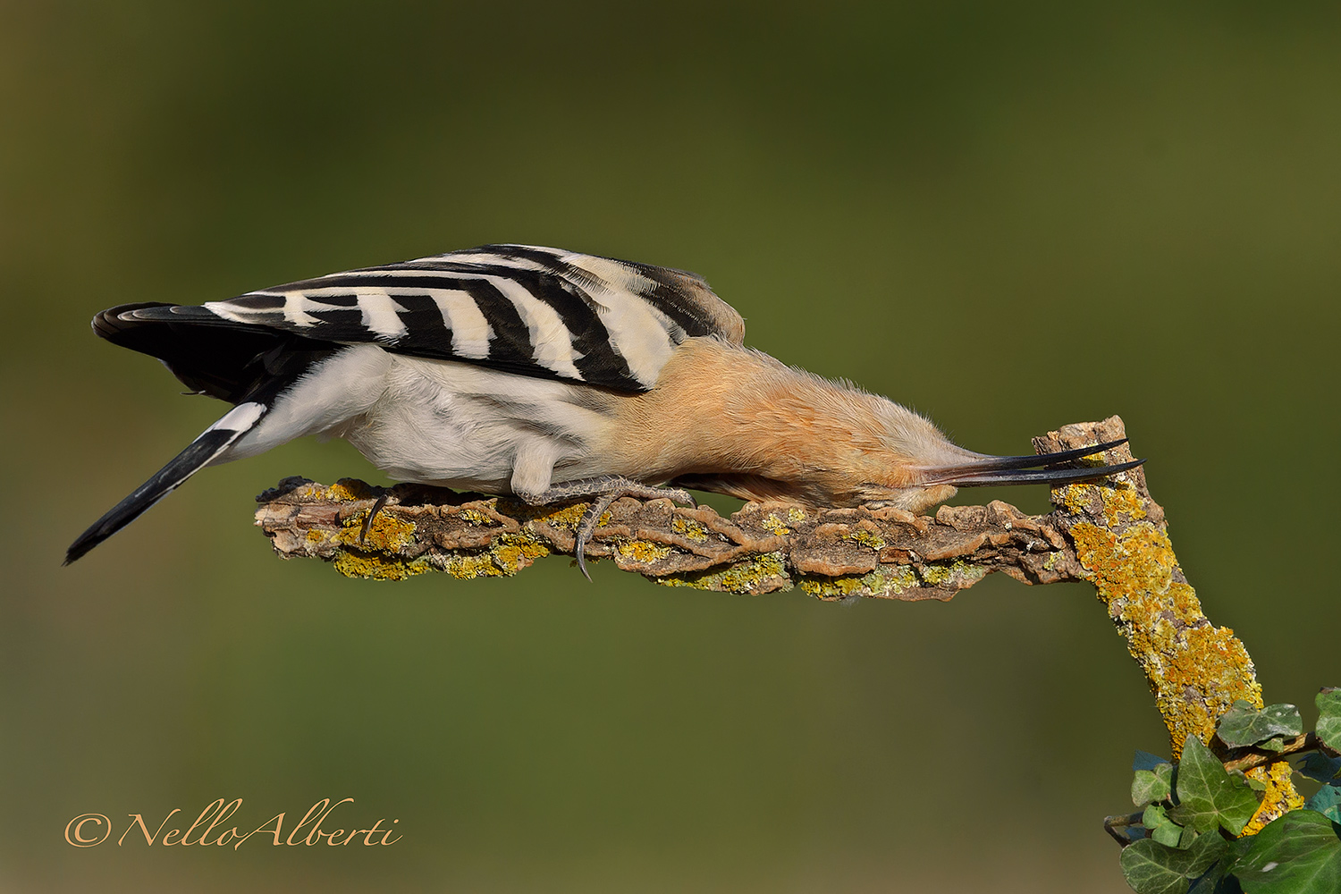 Take it easy! a napkin grille