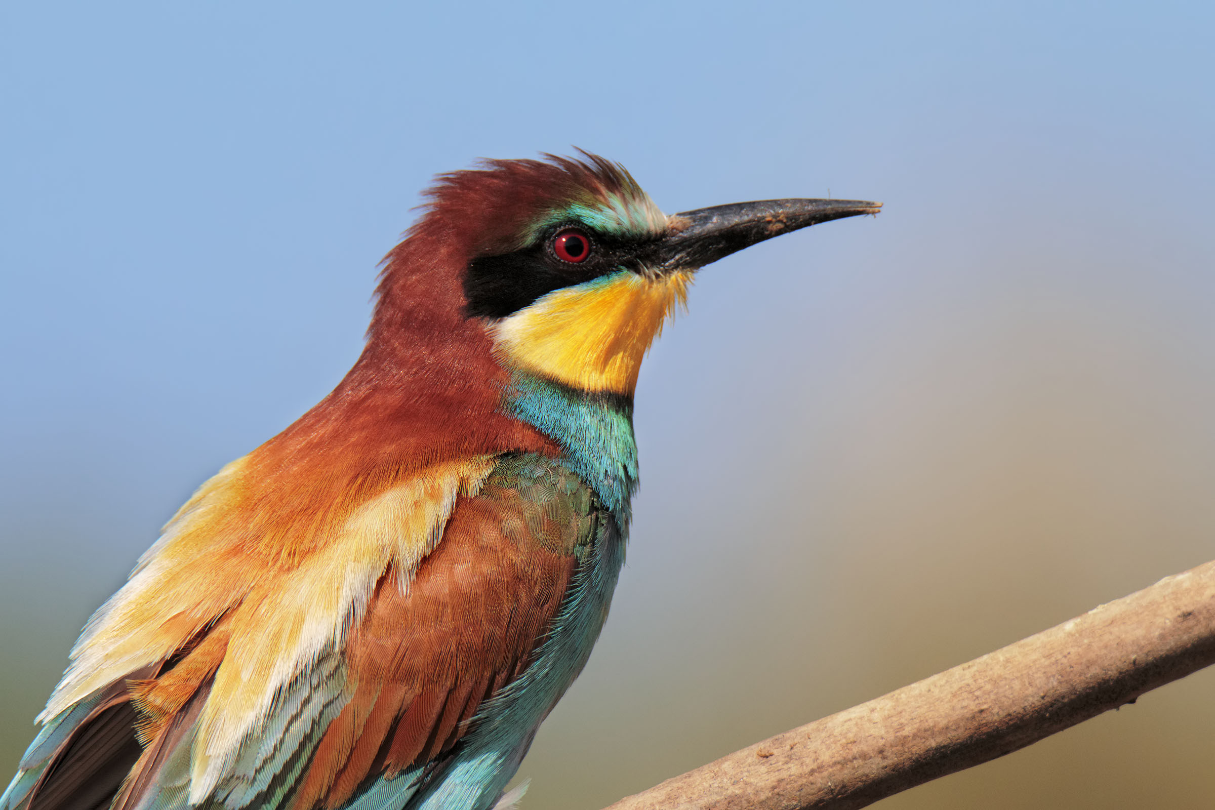Bee eater