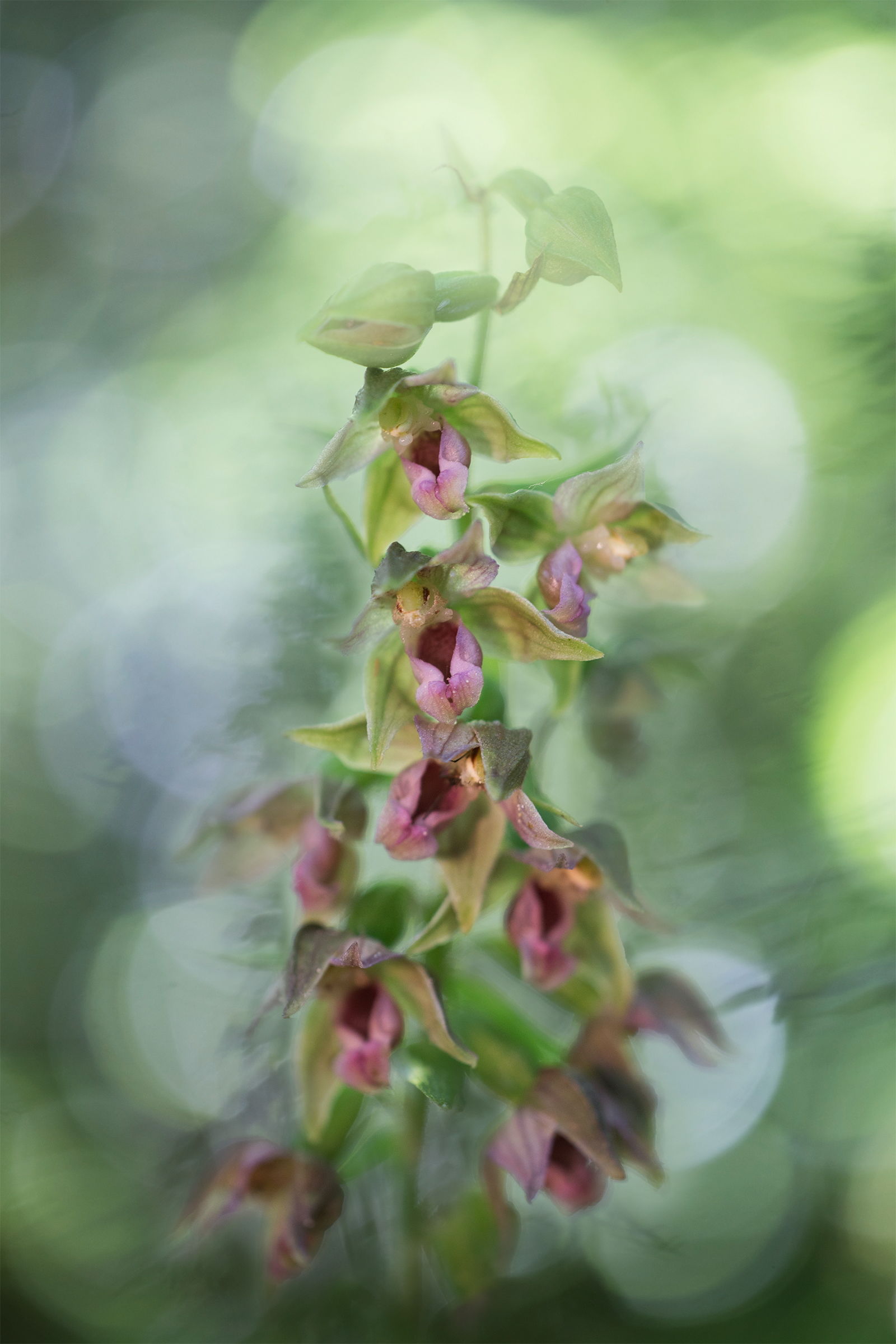 Epipactis helleborine