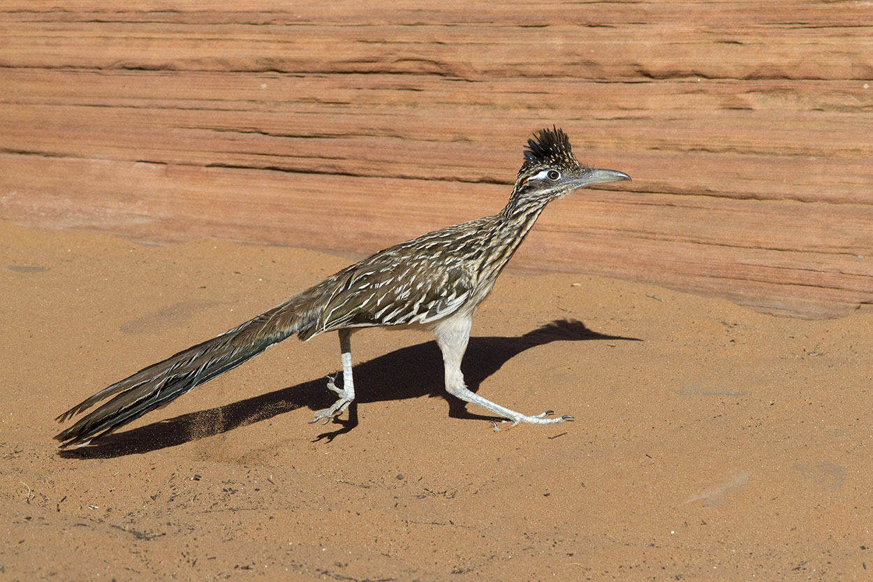 Road Runner (Geococcyx californianus)