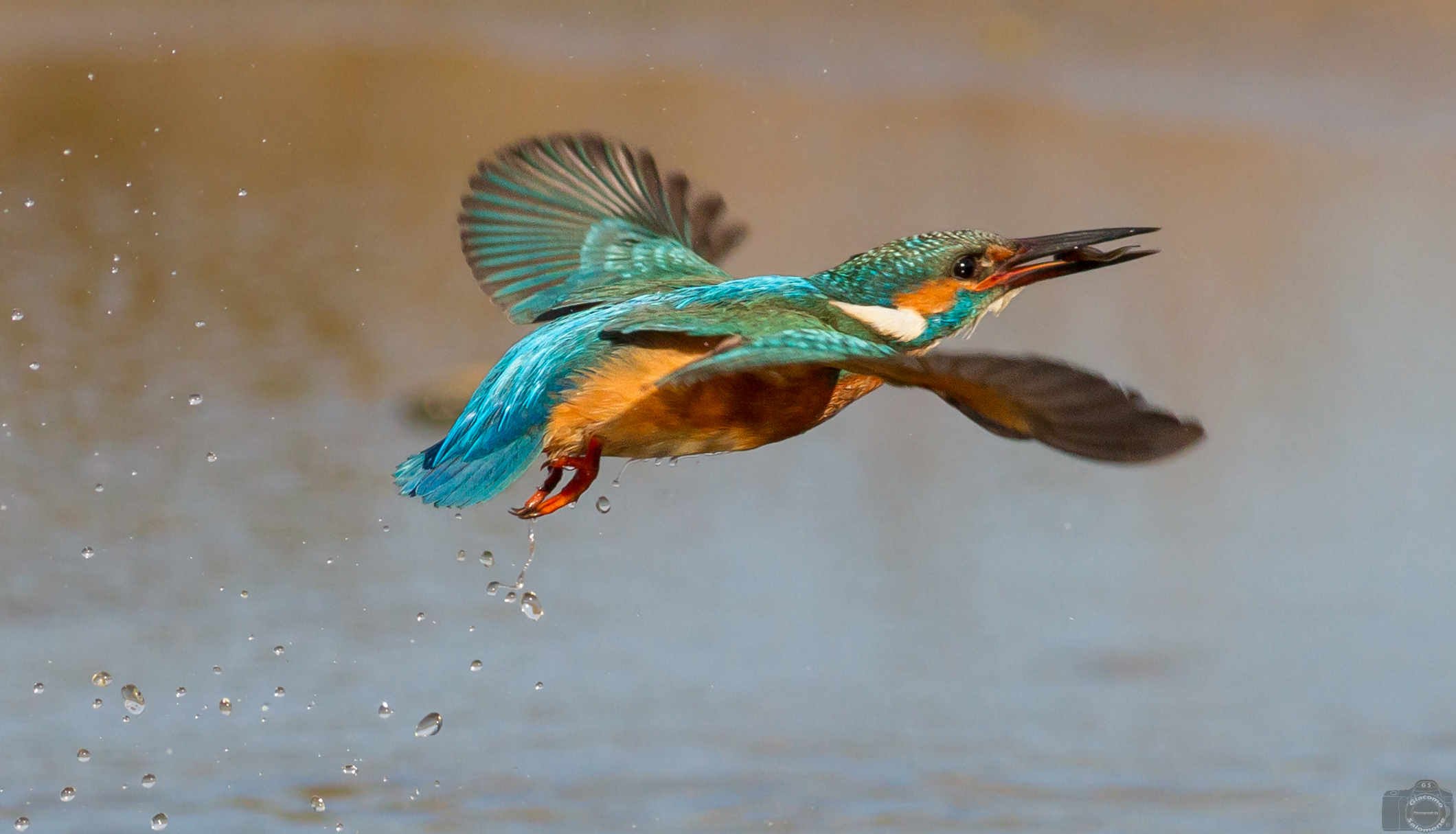 Flight with the prey of Martin Fisherman.
