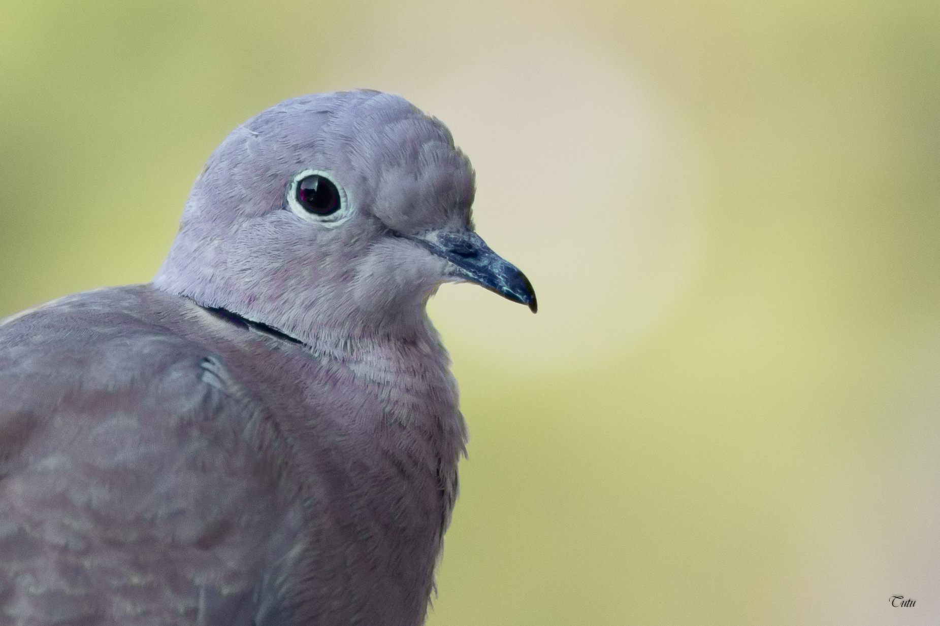 Portrait of the Singer on Our Balcony