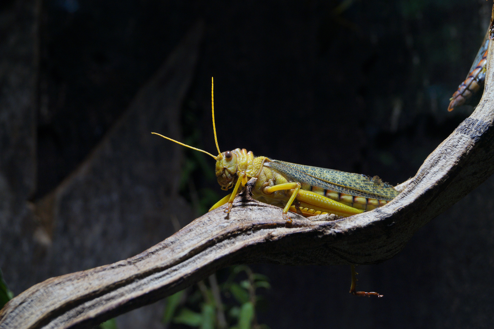 American Giant Grasshopper