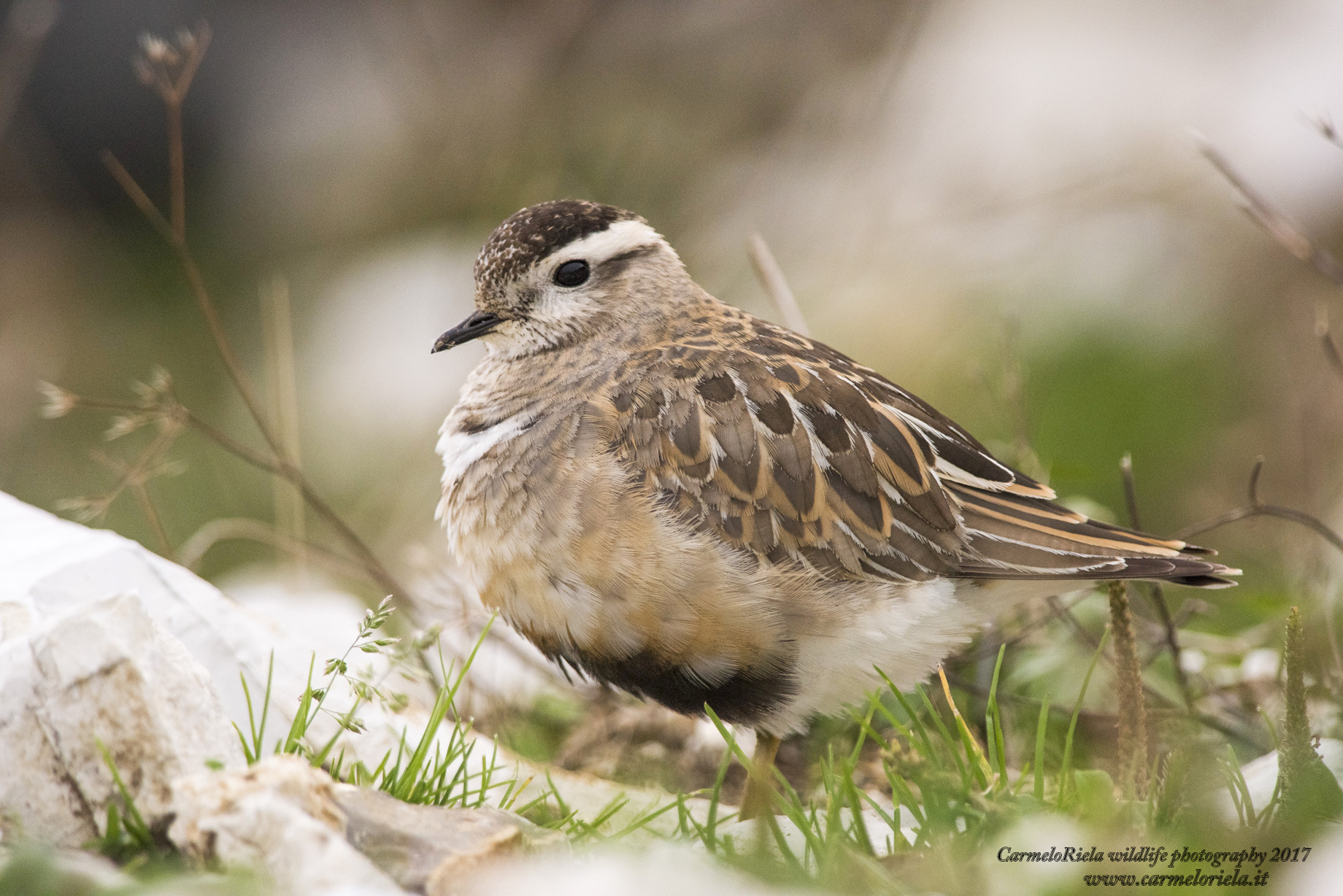 Female of Peliere tortolino