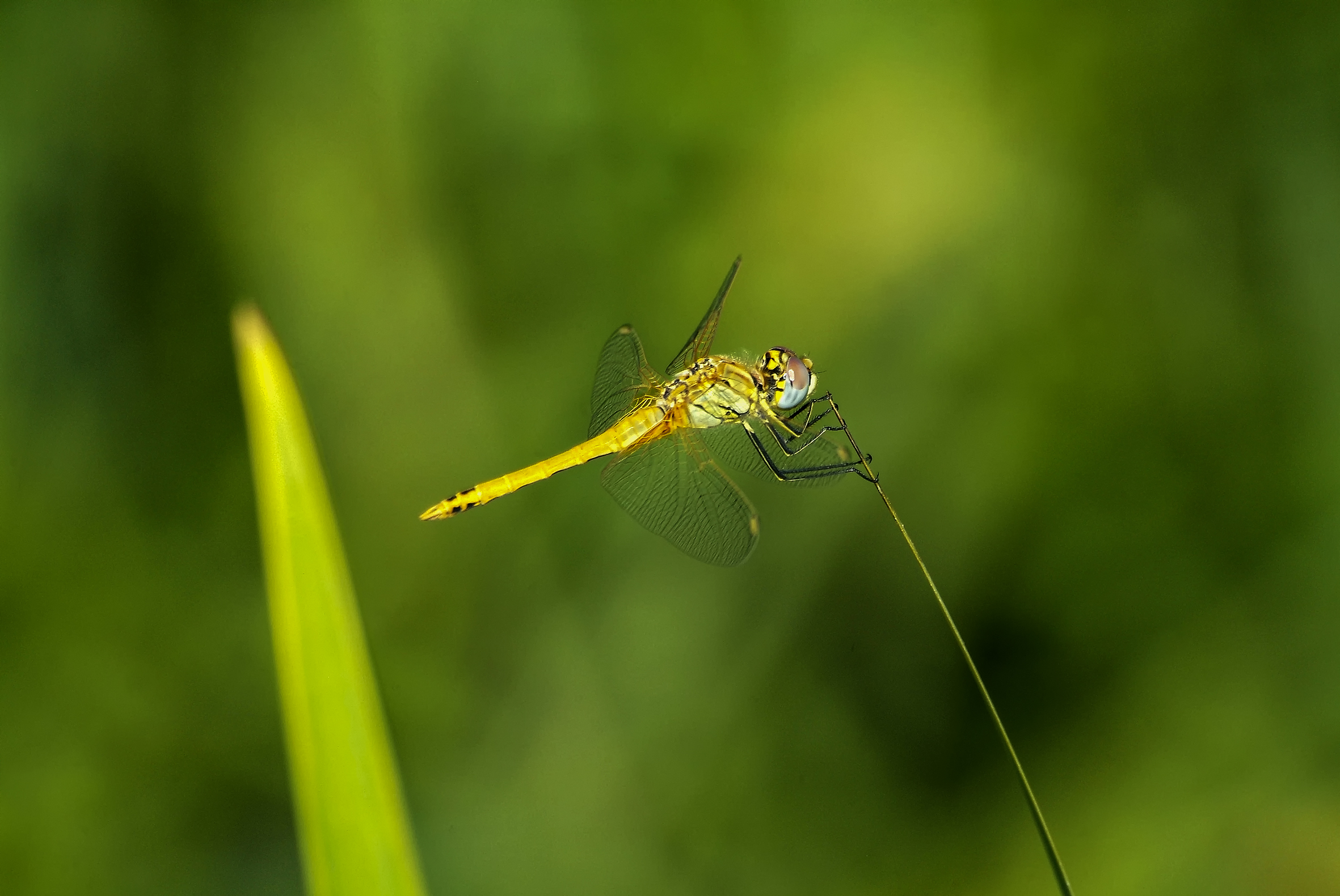Libellula