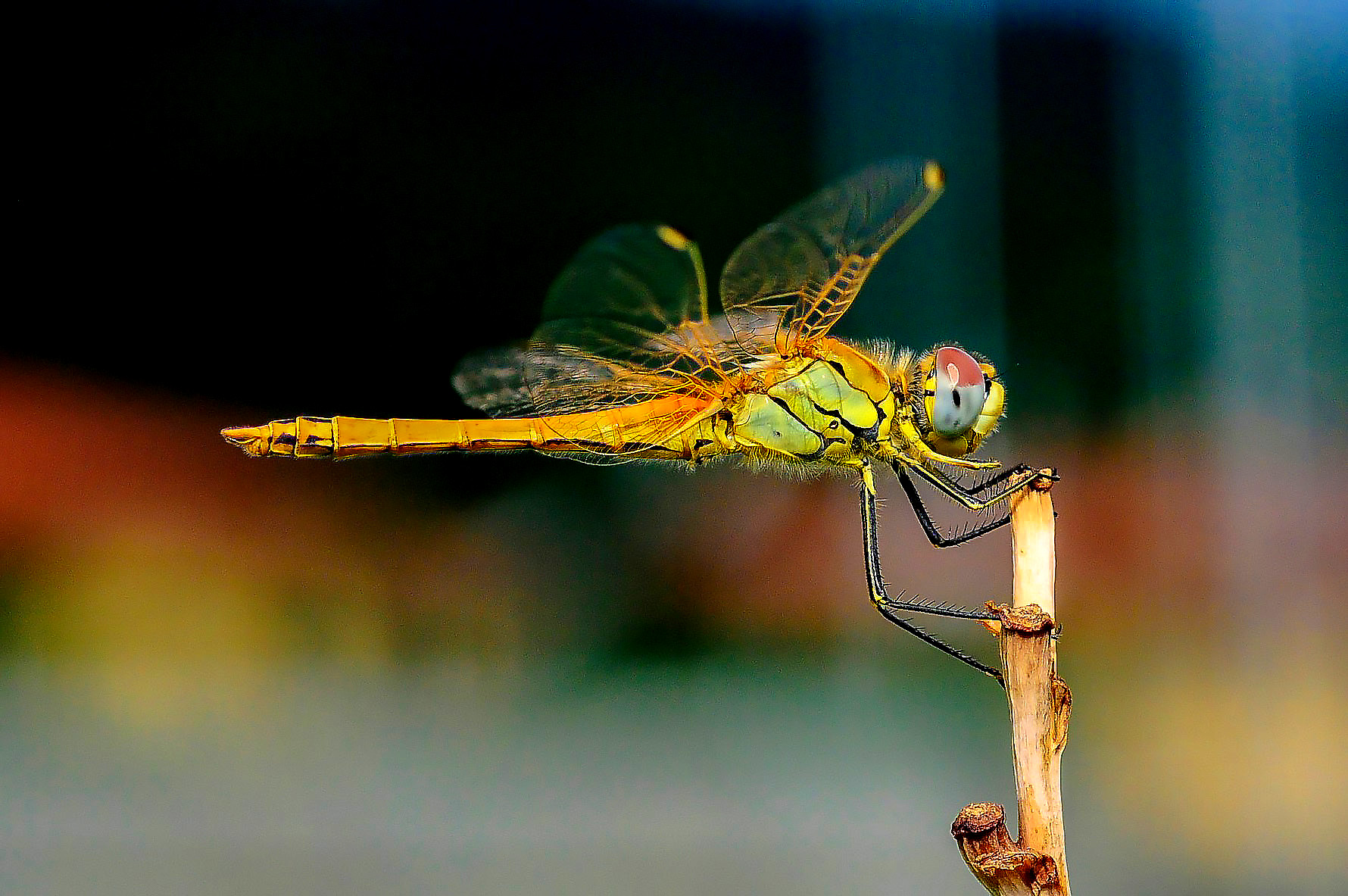 libellula