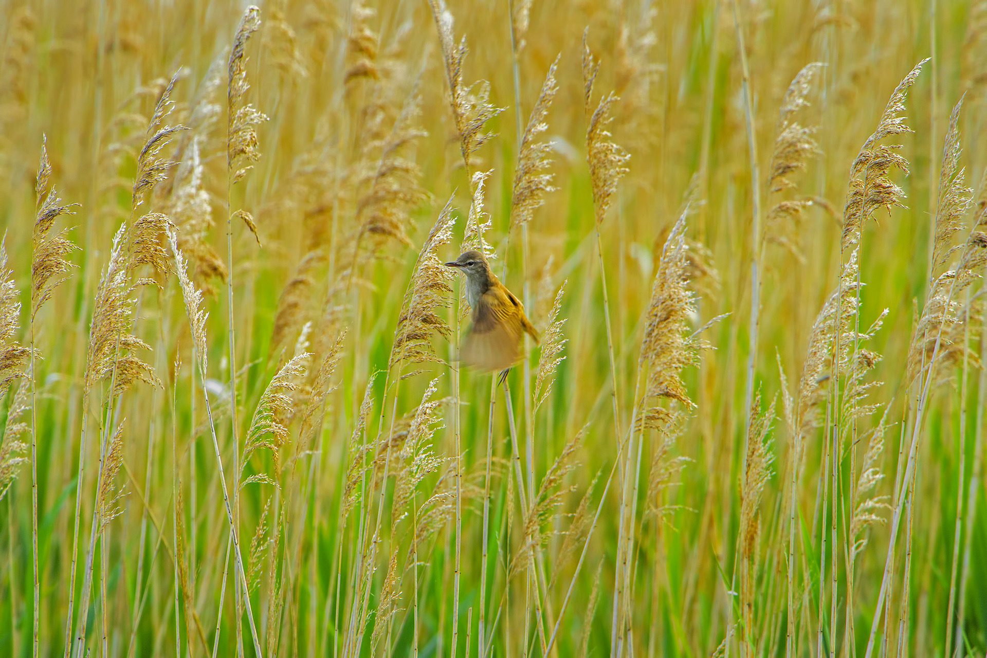 Acrocephalus arundinaceus (Cannareccione)