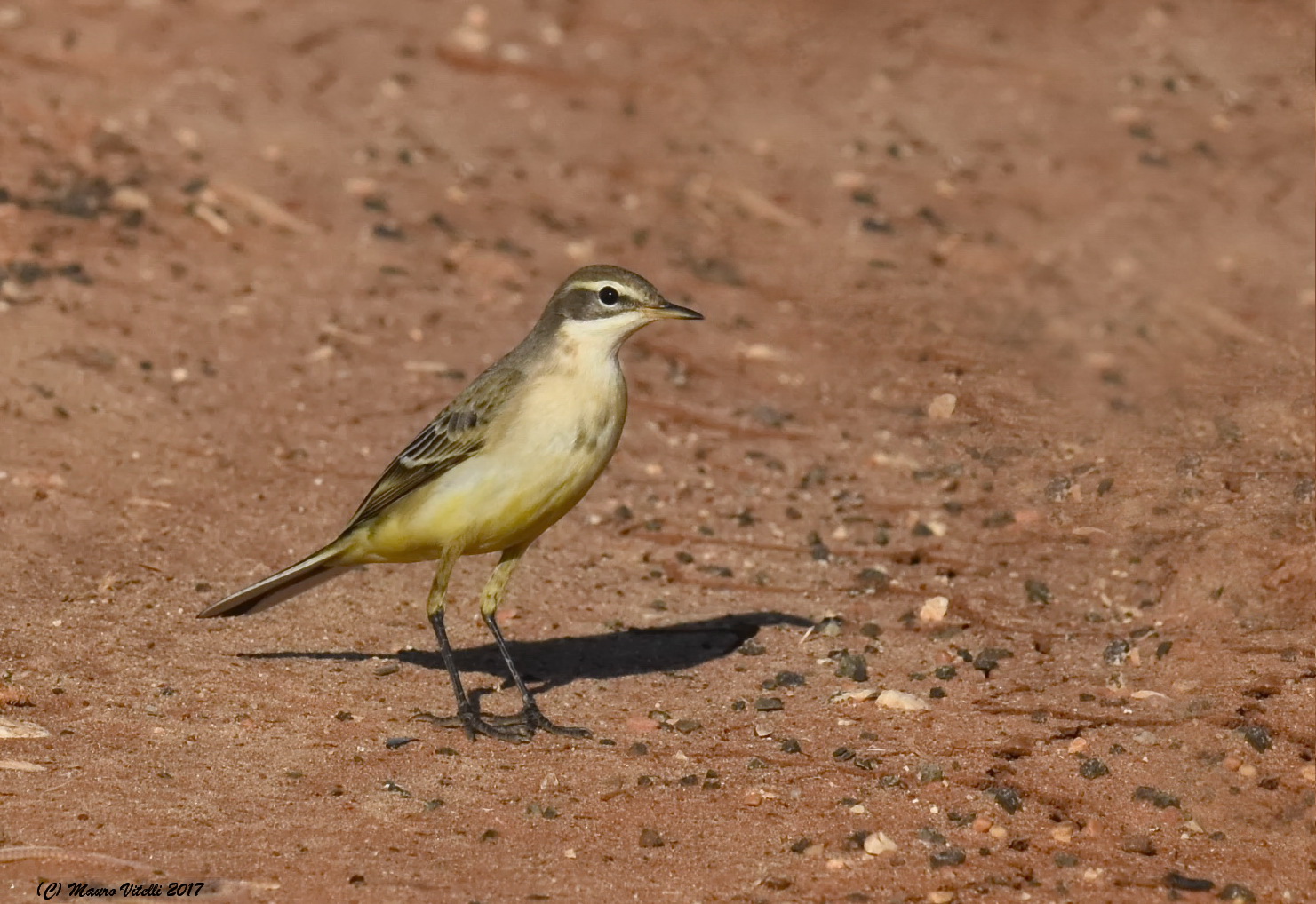 Yellow Wagtail