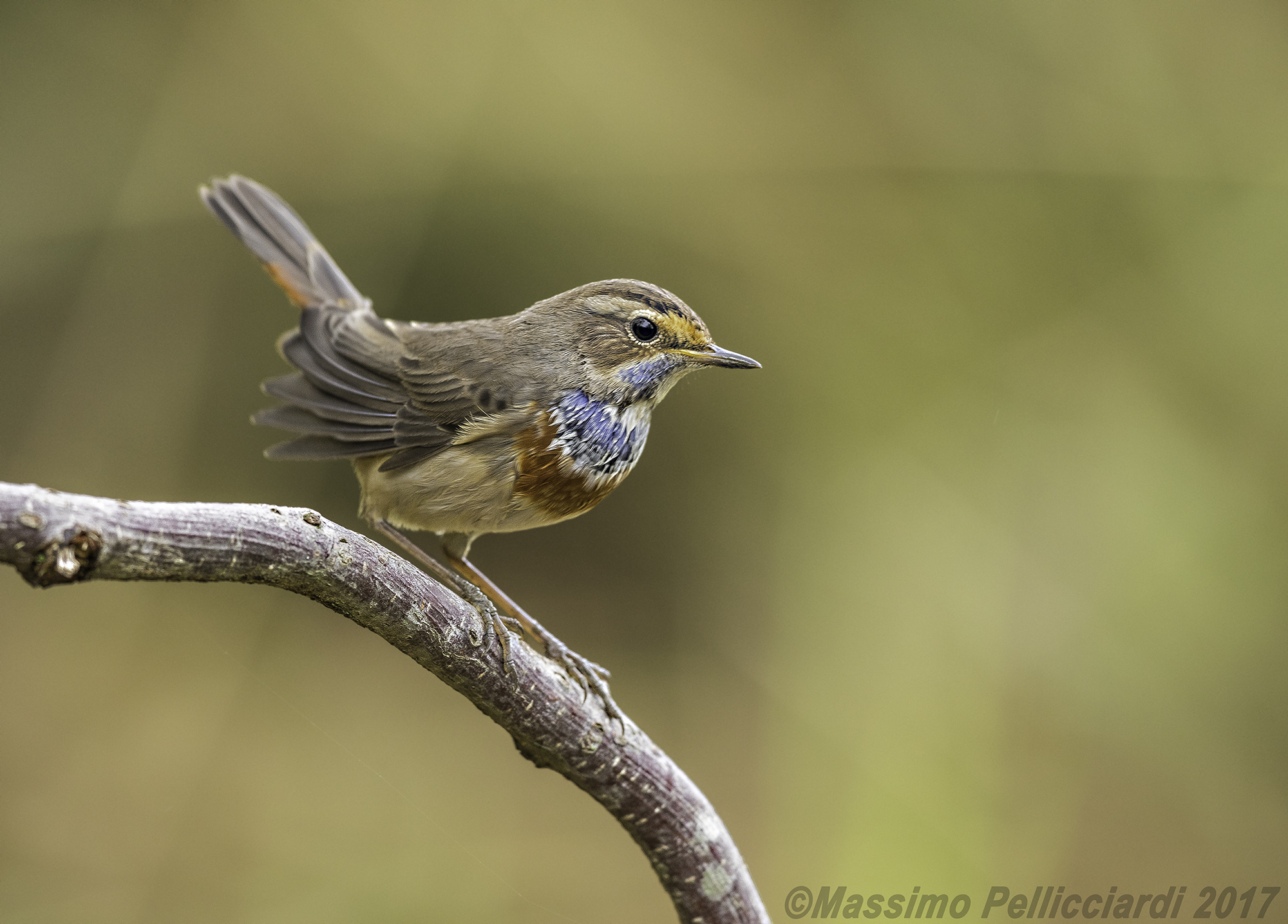 pettazzurro su posatoio