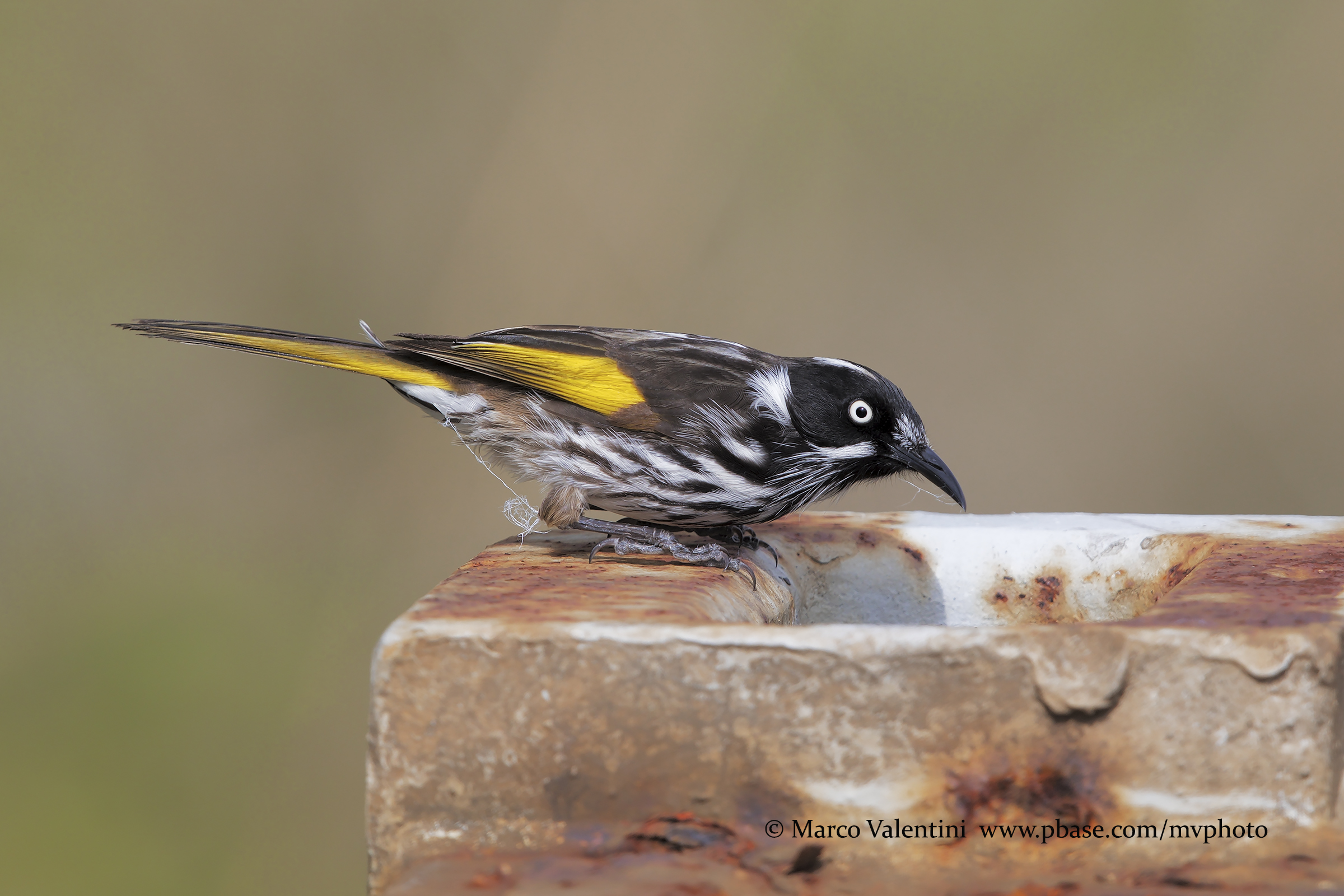 New Zealand Melifold
