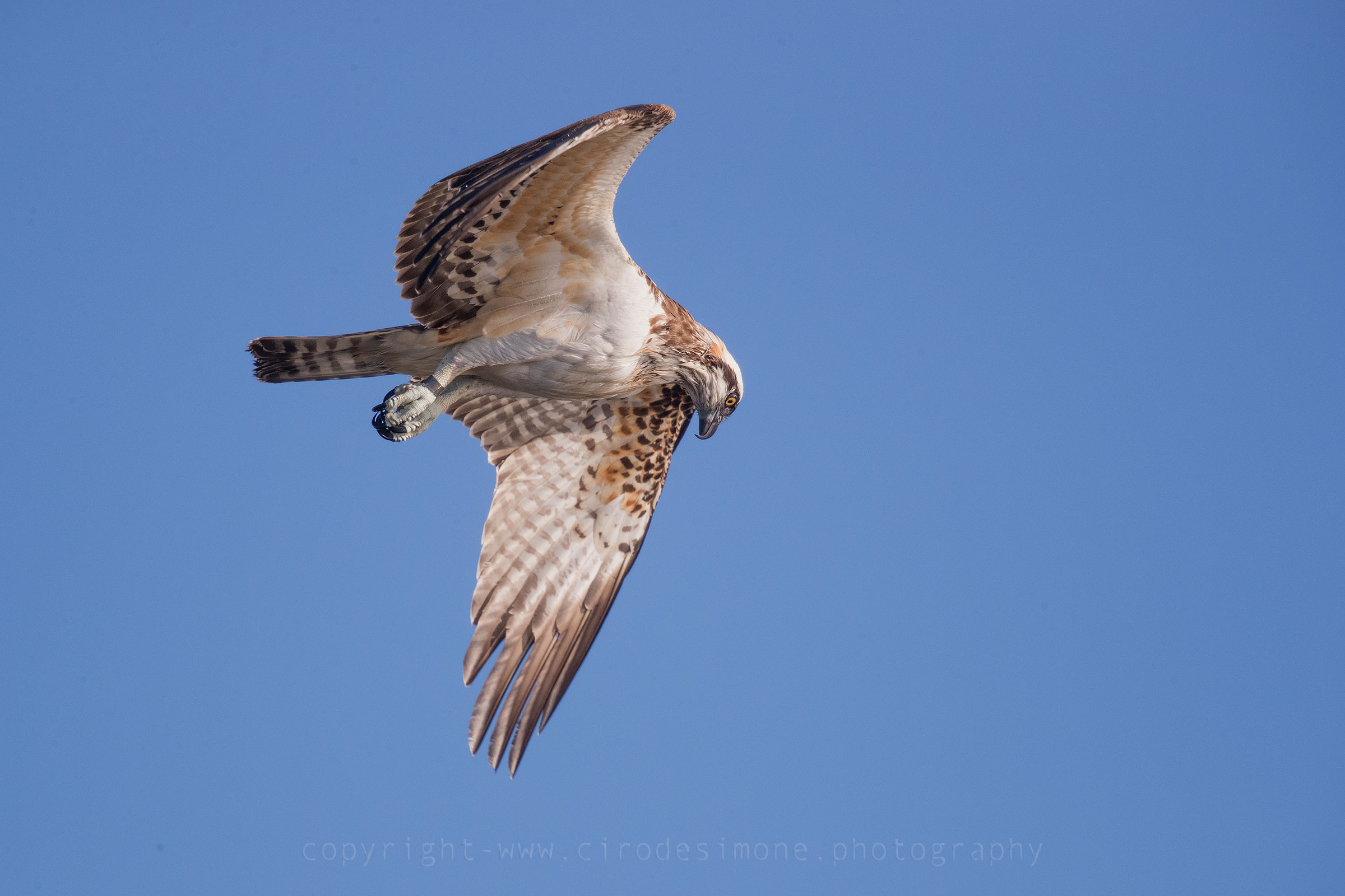 A caccia al tramonto