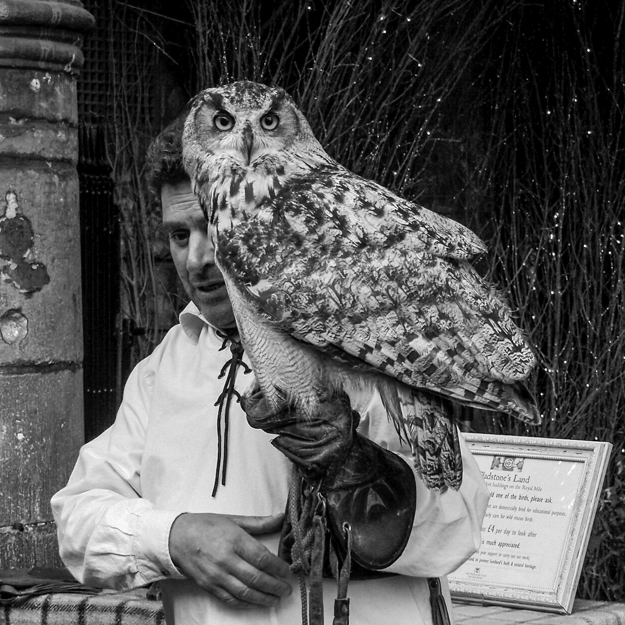 Royal mile, Gufo ammaestrato