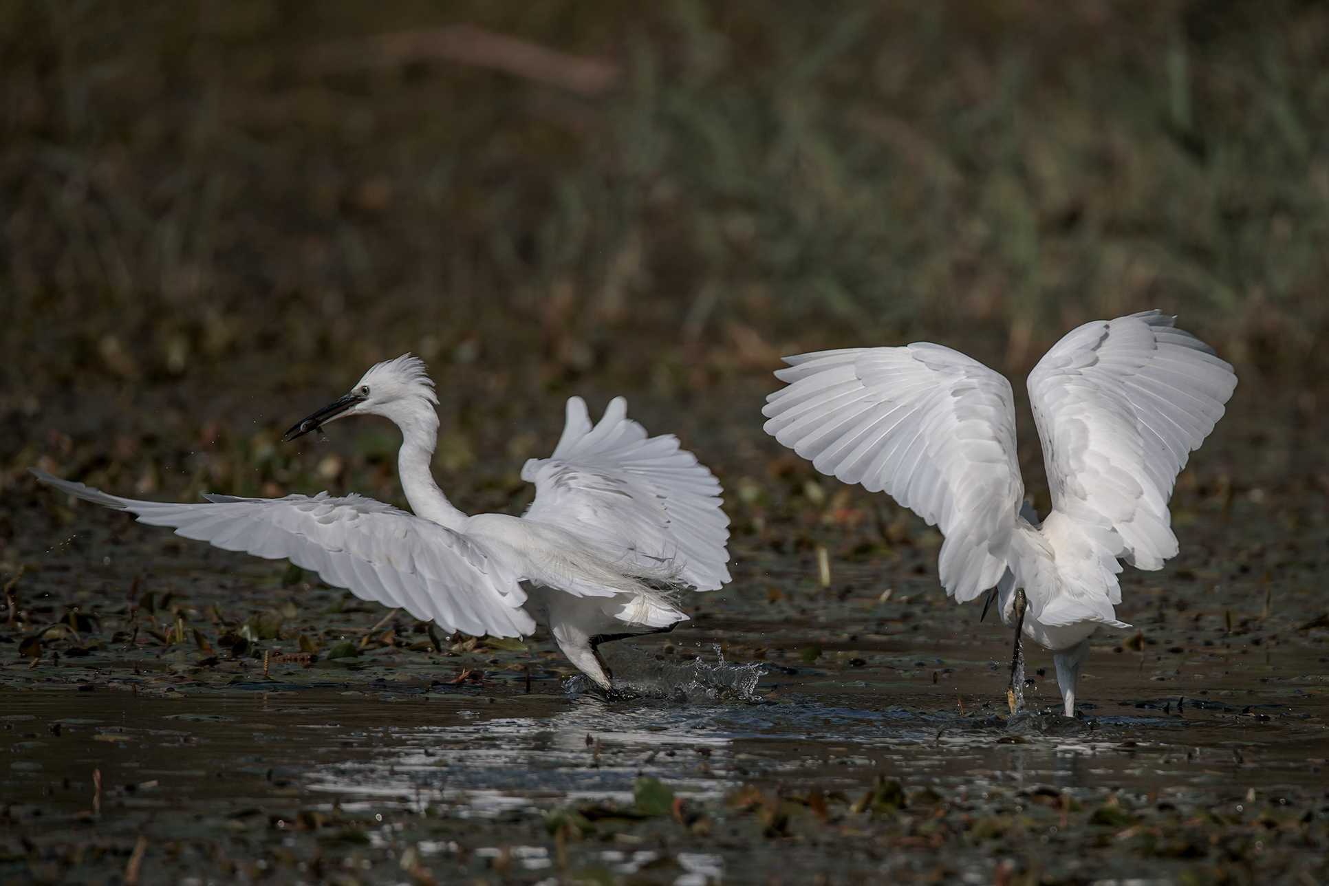 Litigio tra giovani Garzette