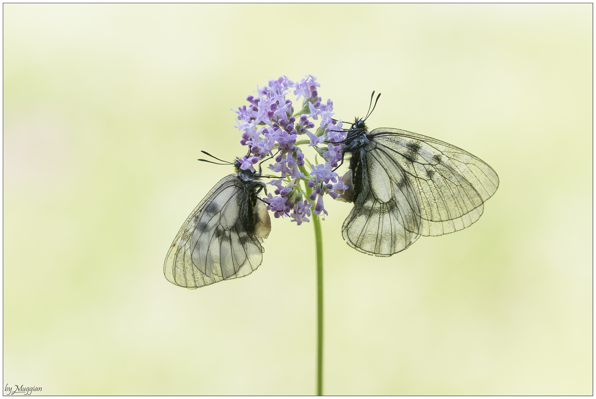 Parnassius Mnemosine
