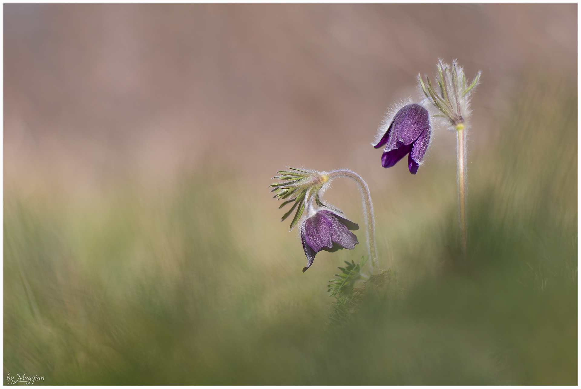Pulsatilla
