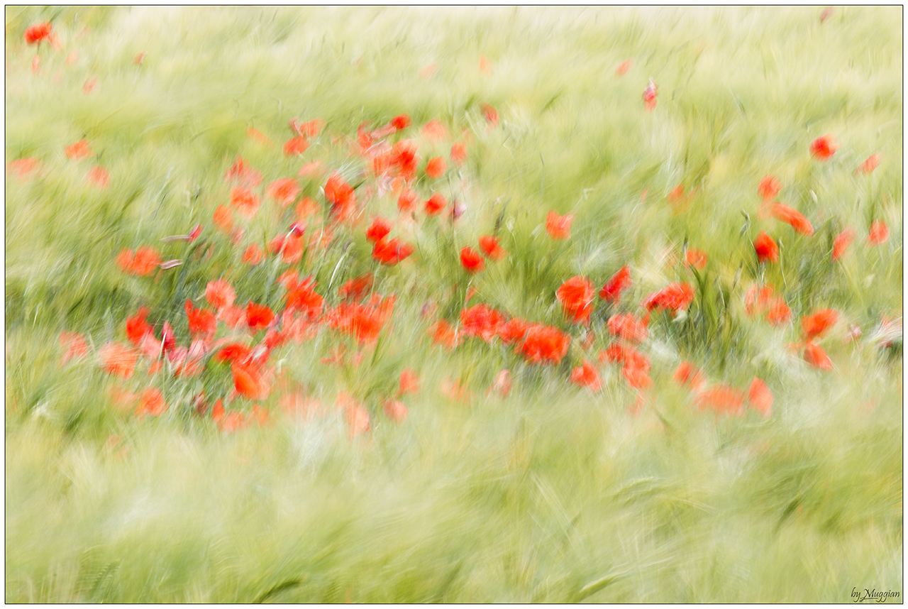 Poppies in the wind