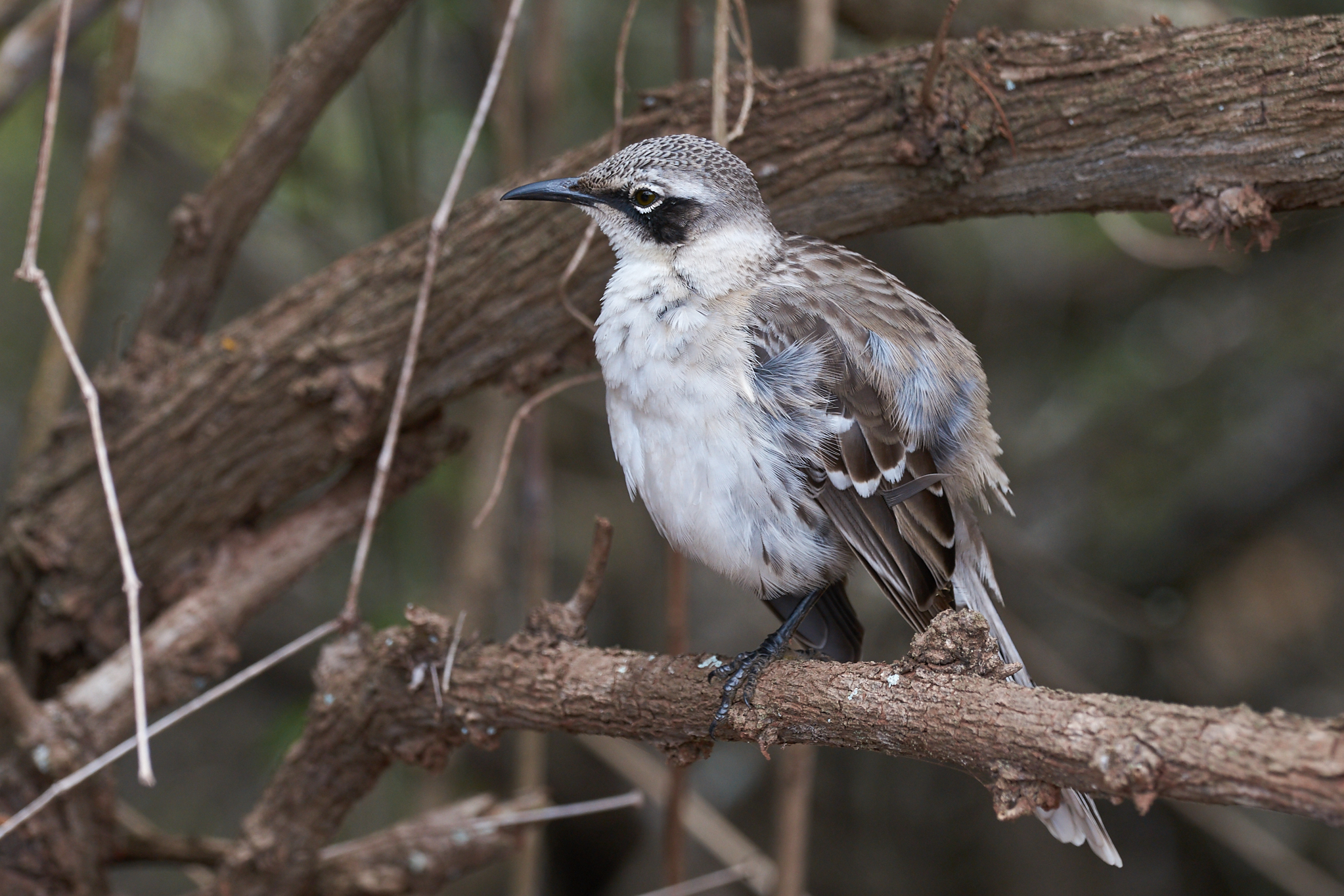 Mimo delle Galapagos