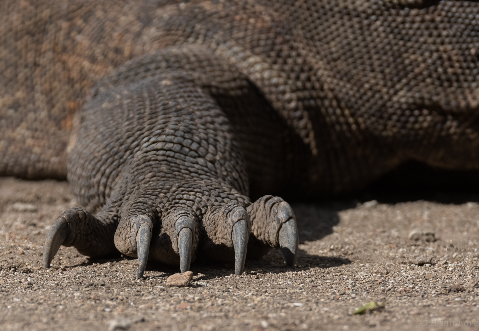 Steak Knives and Chain Mail Armour