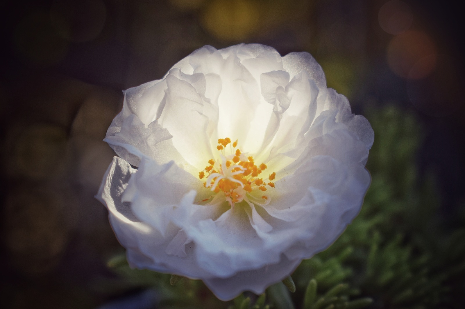 Portulaca grandiflora