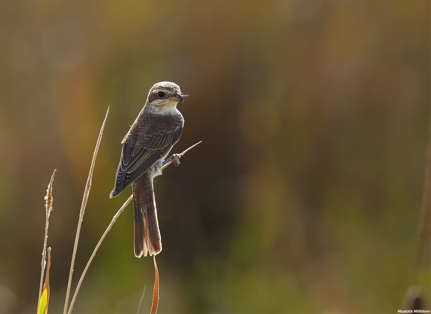 Shrike ...