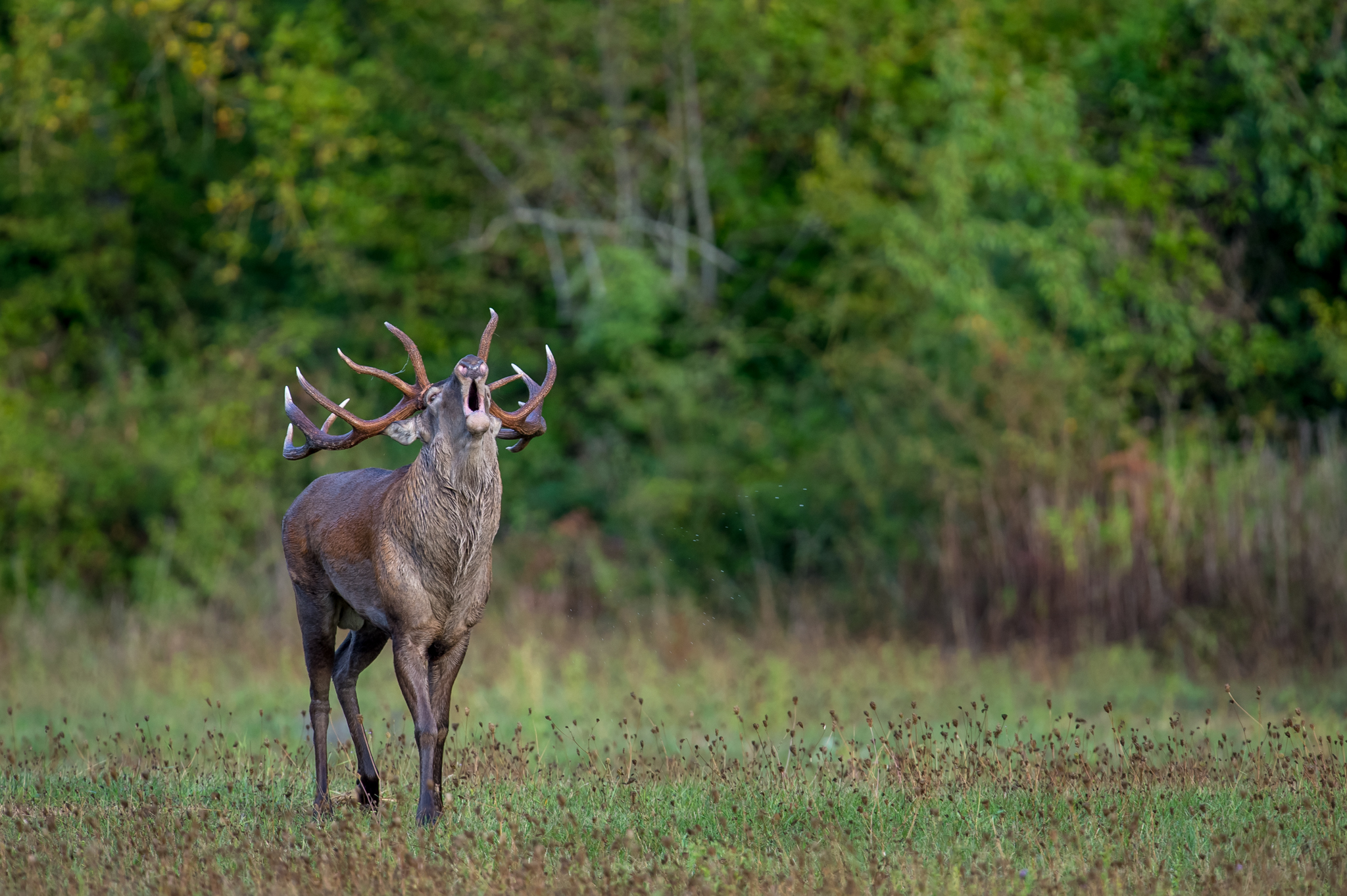 Che le danze abbiano inizio