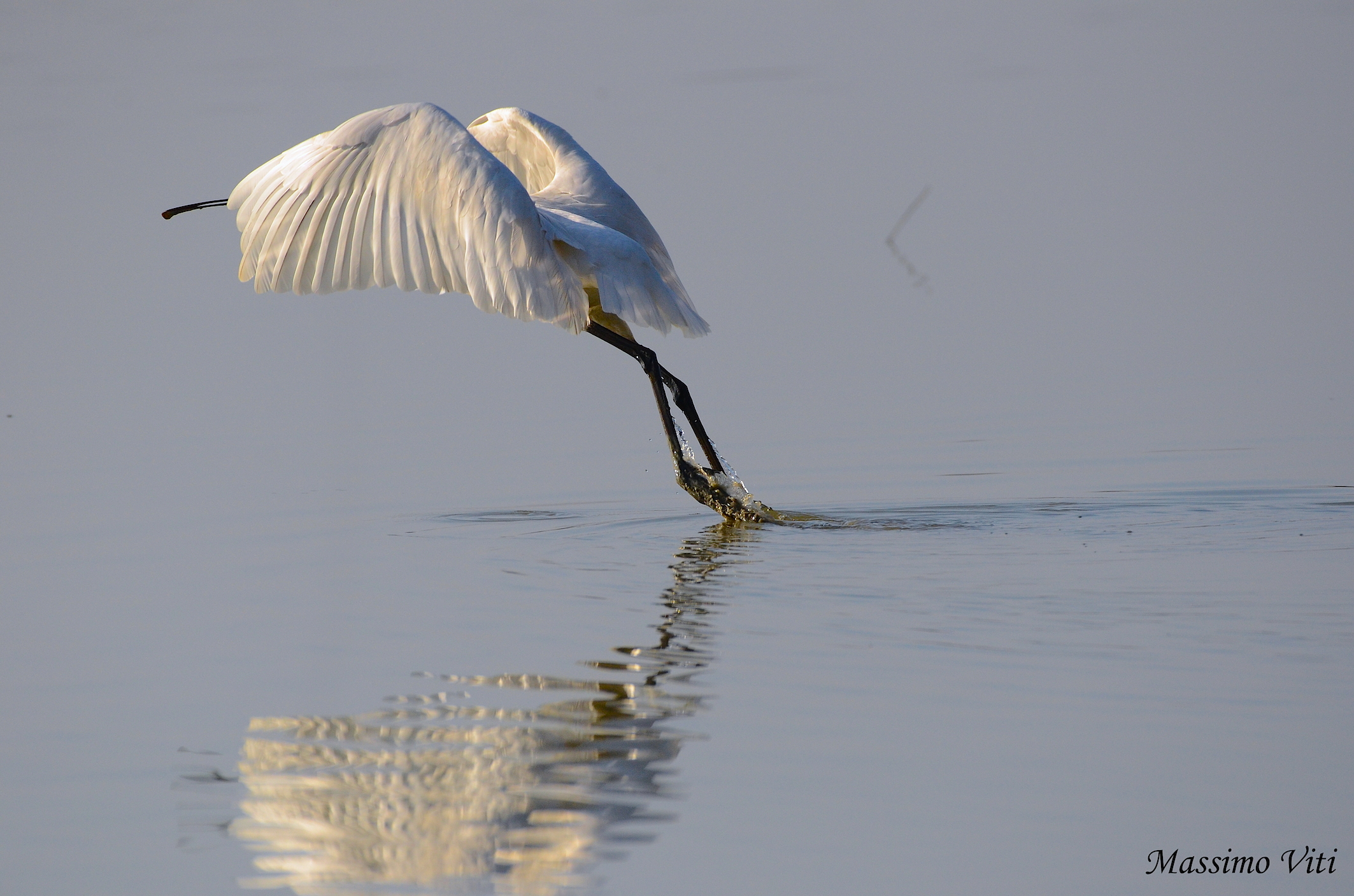 Una splendida Spatola al " Decollo "