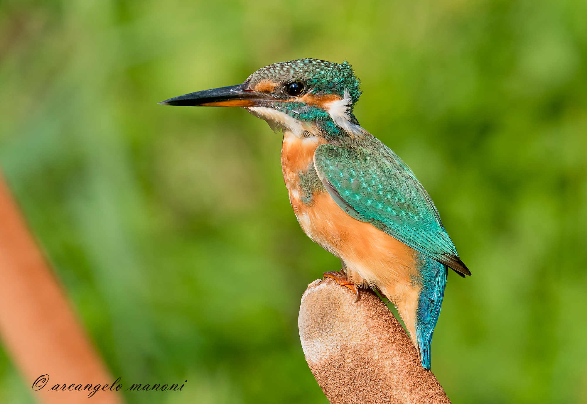 Spaventato dal vento