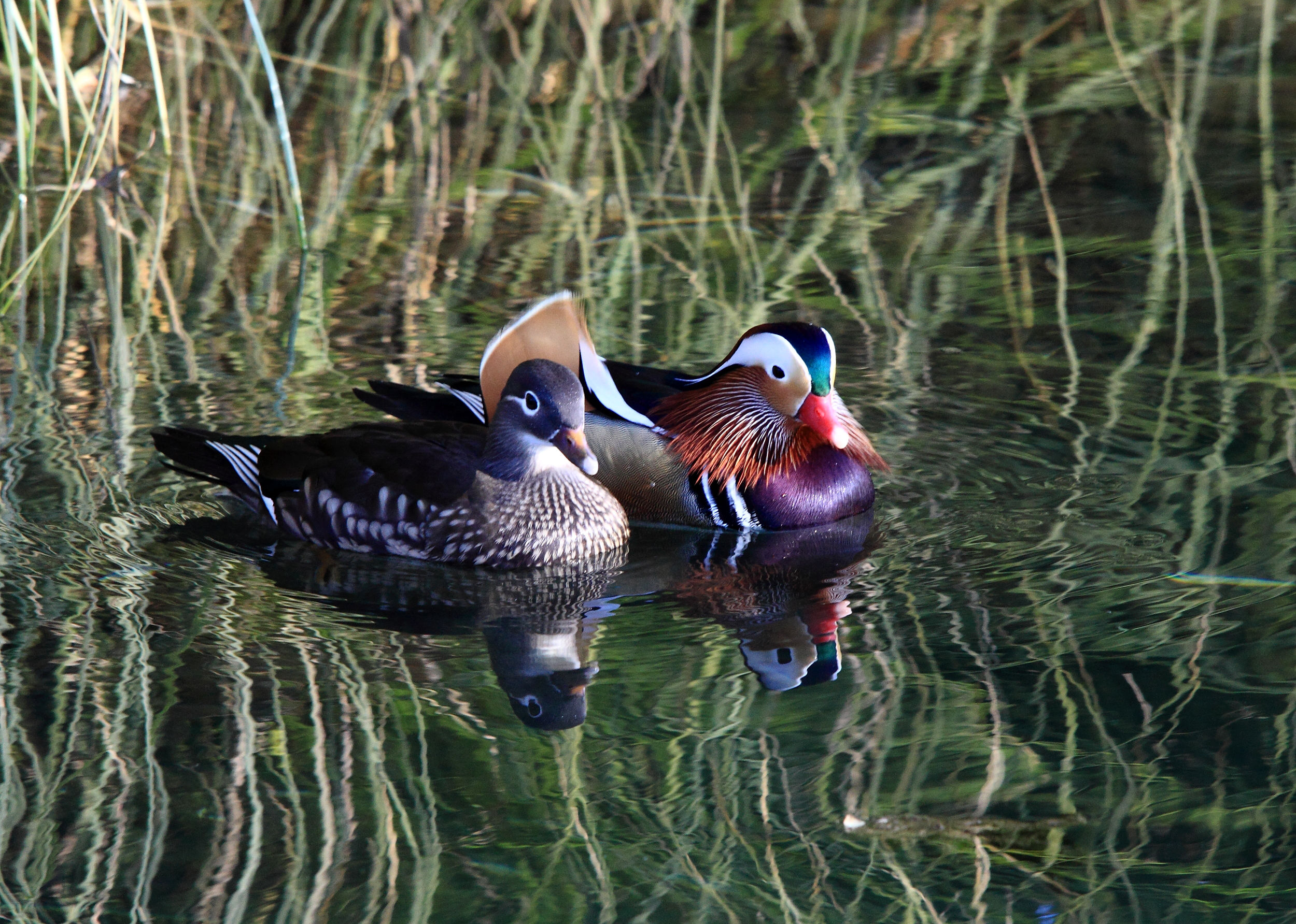 La coppia di mandarine