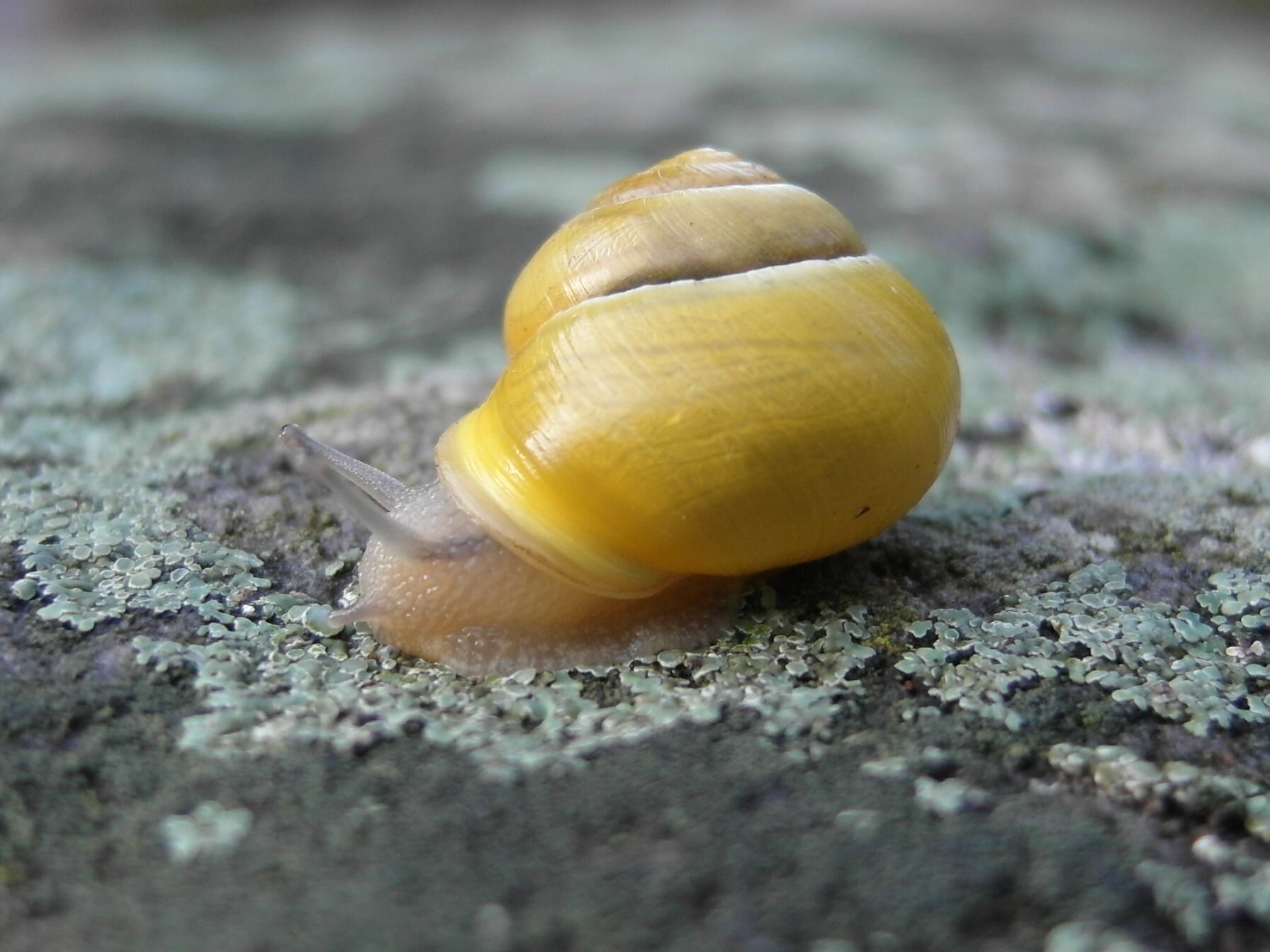 Vado piano per scelta....