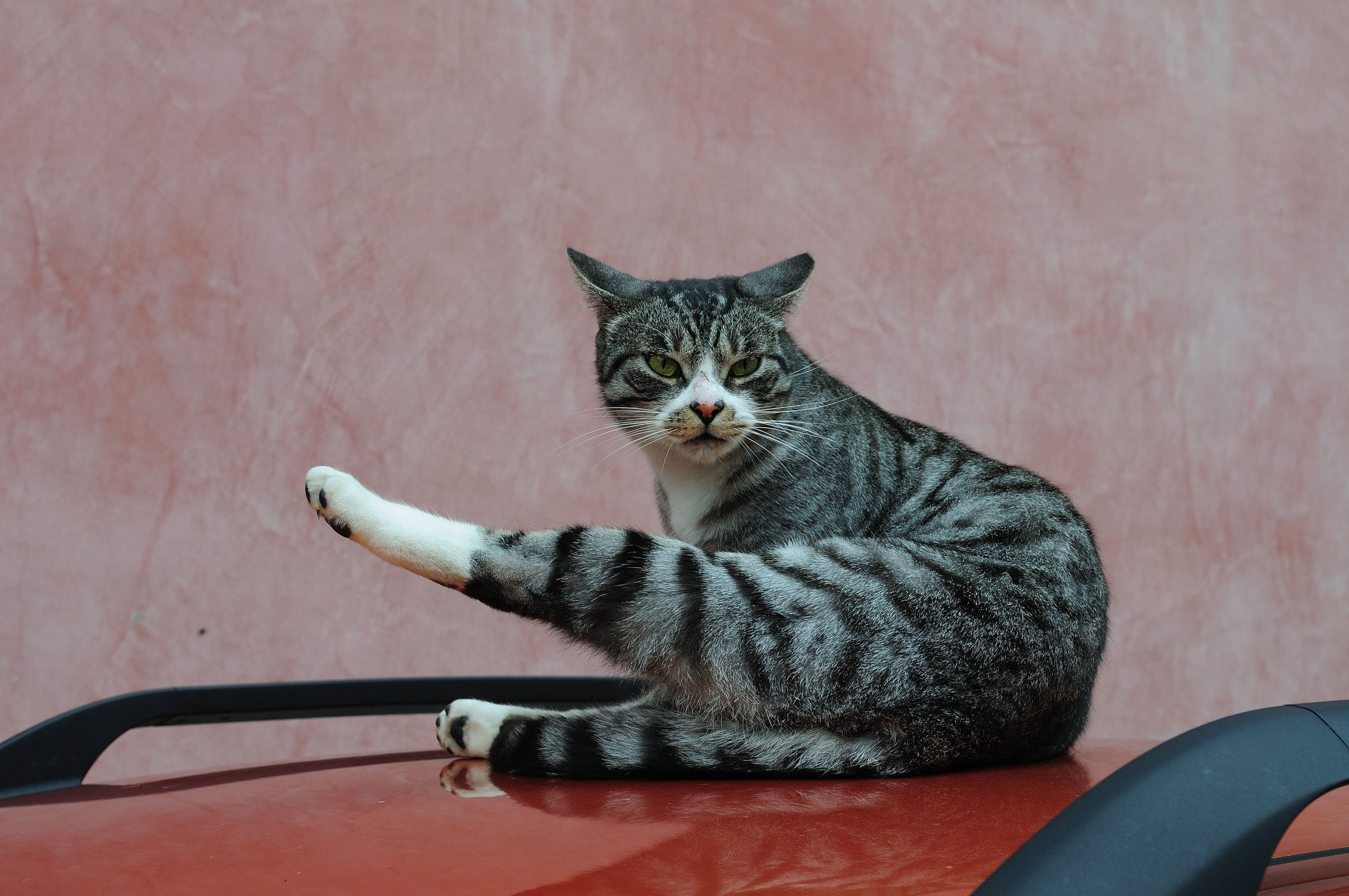 La gatta sul tetto che (non) scotta