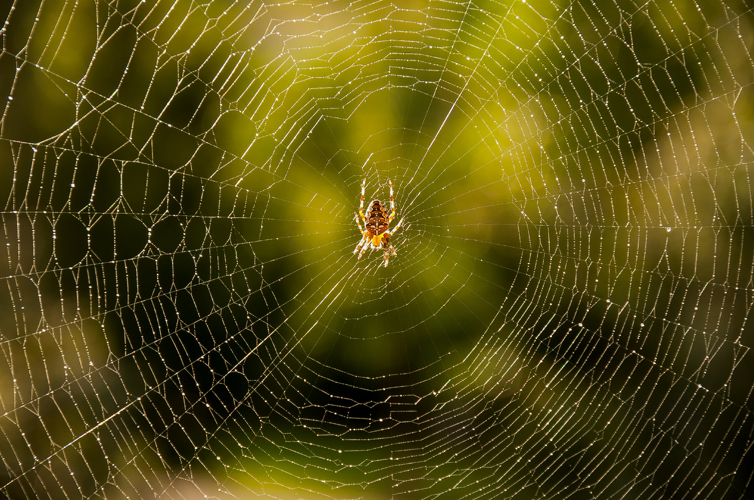 La costruzione perfetta