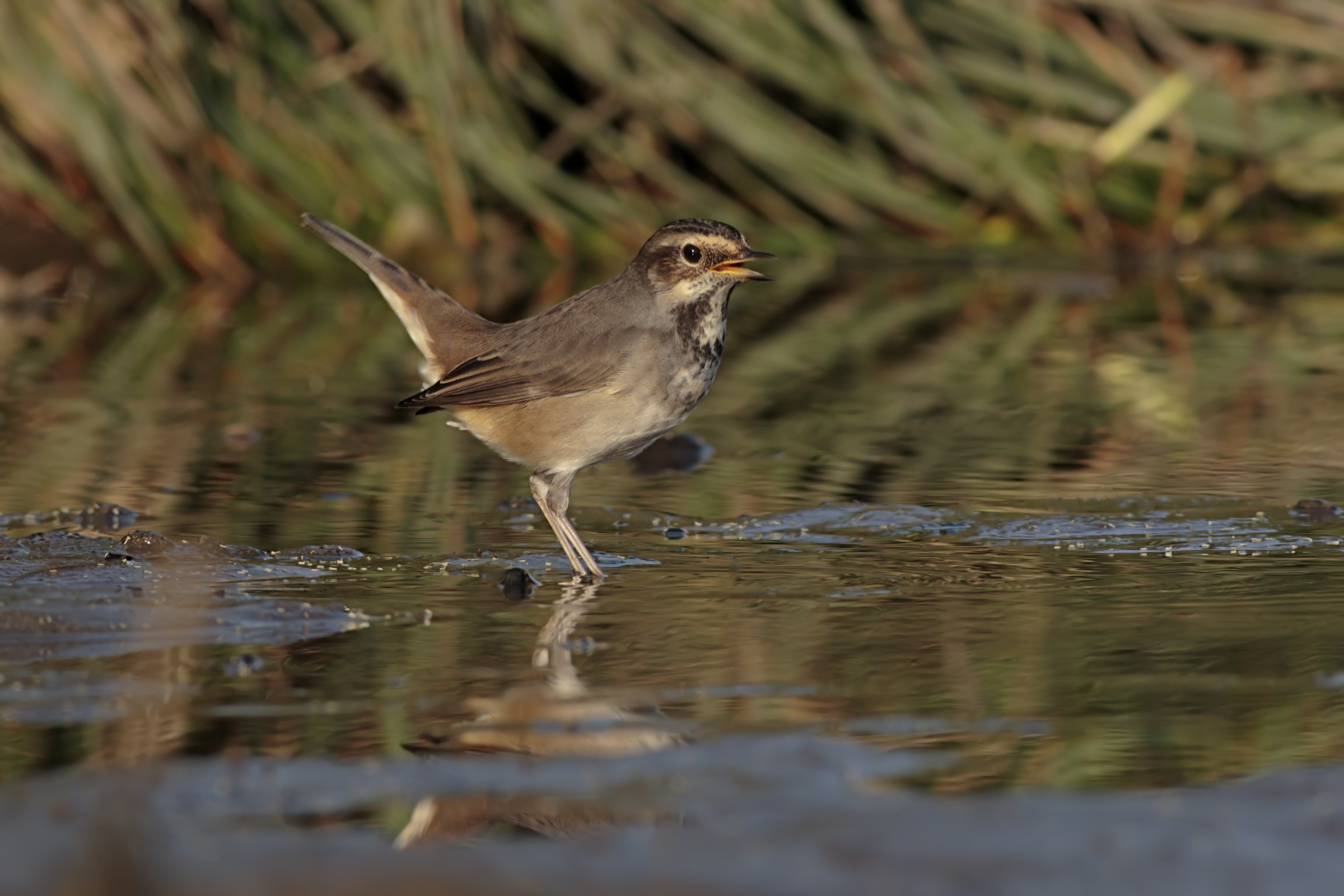 Bluethroat