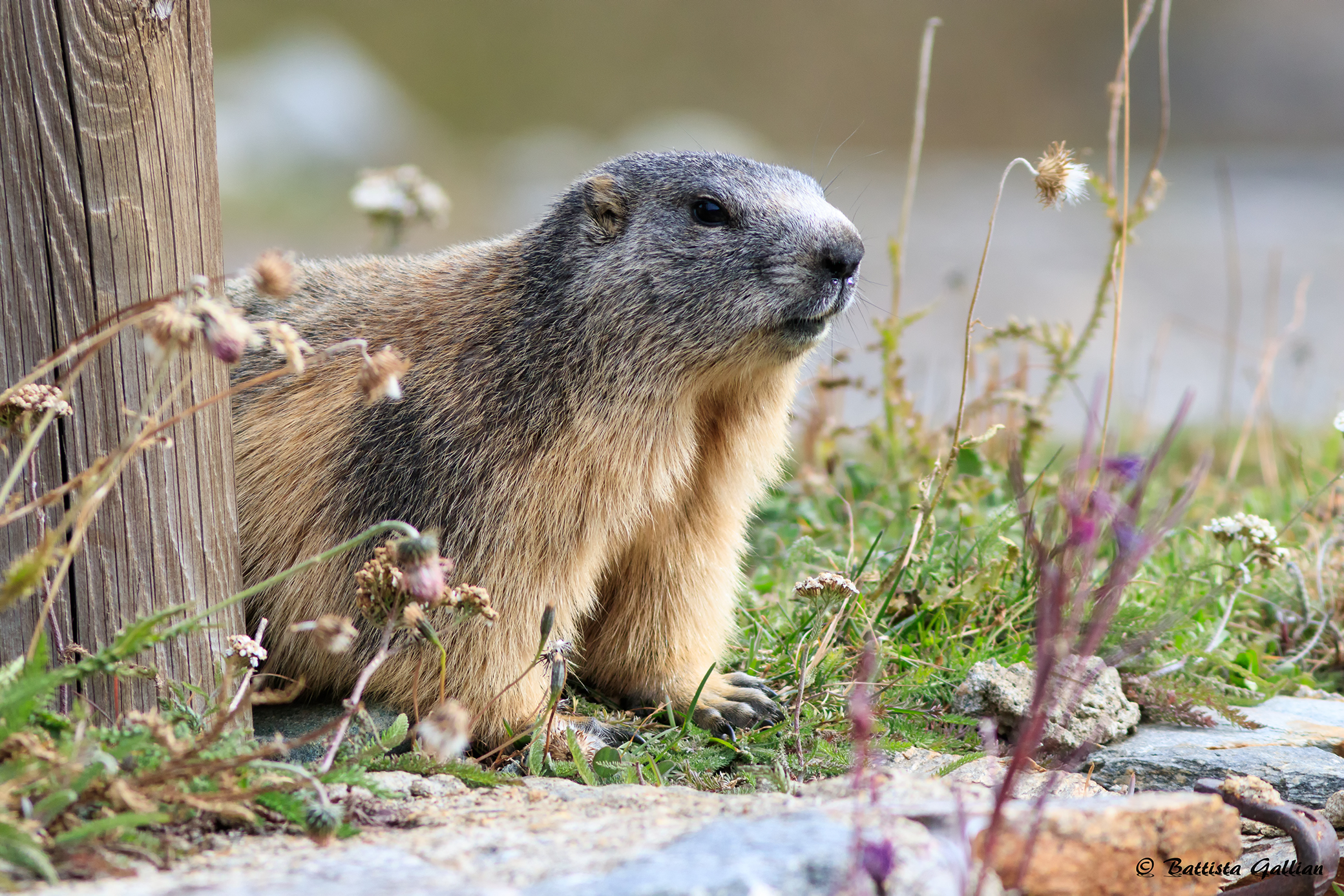 In attesa dell'autunno