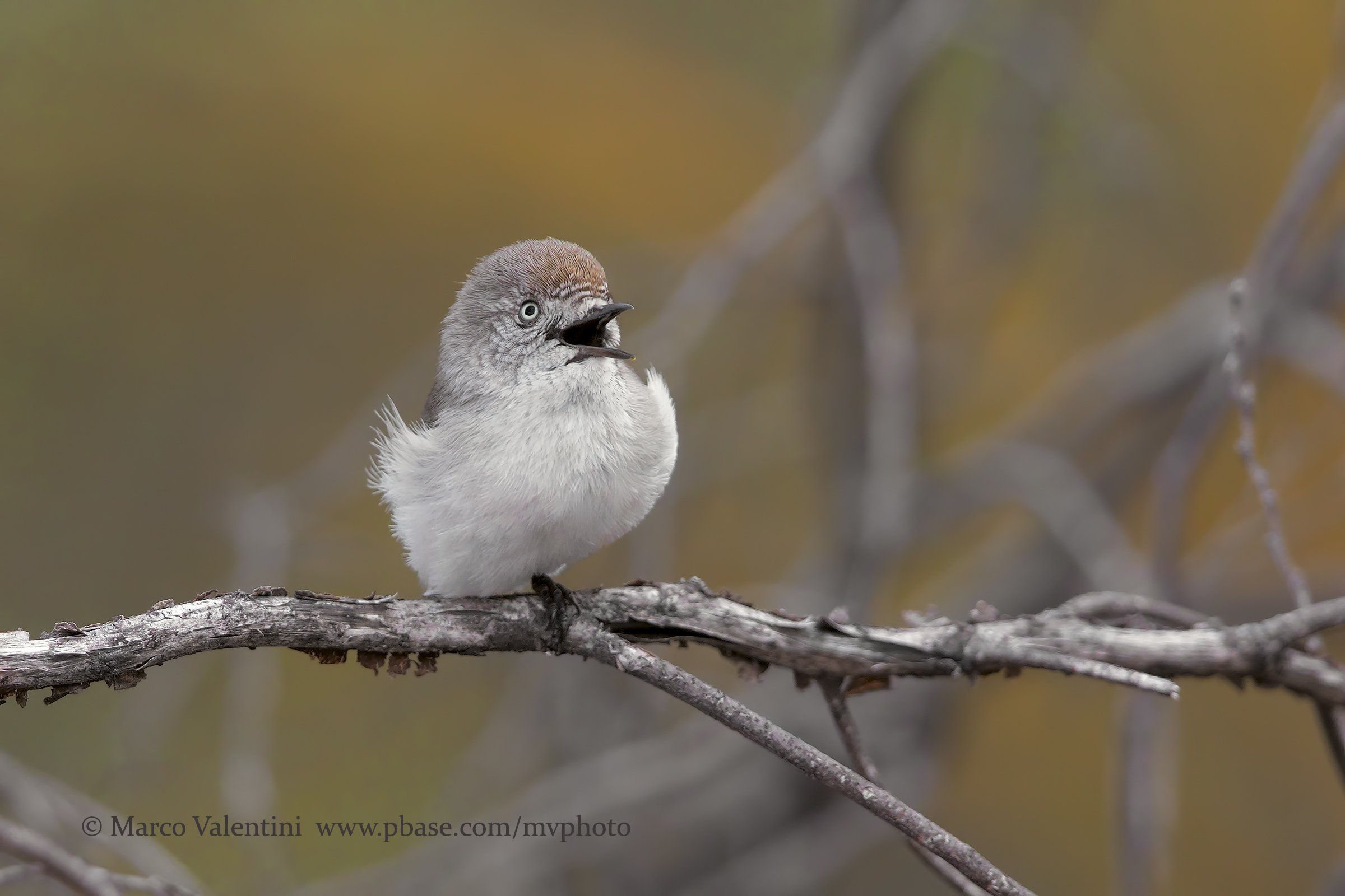 Chestnut-rumped thornbill