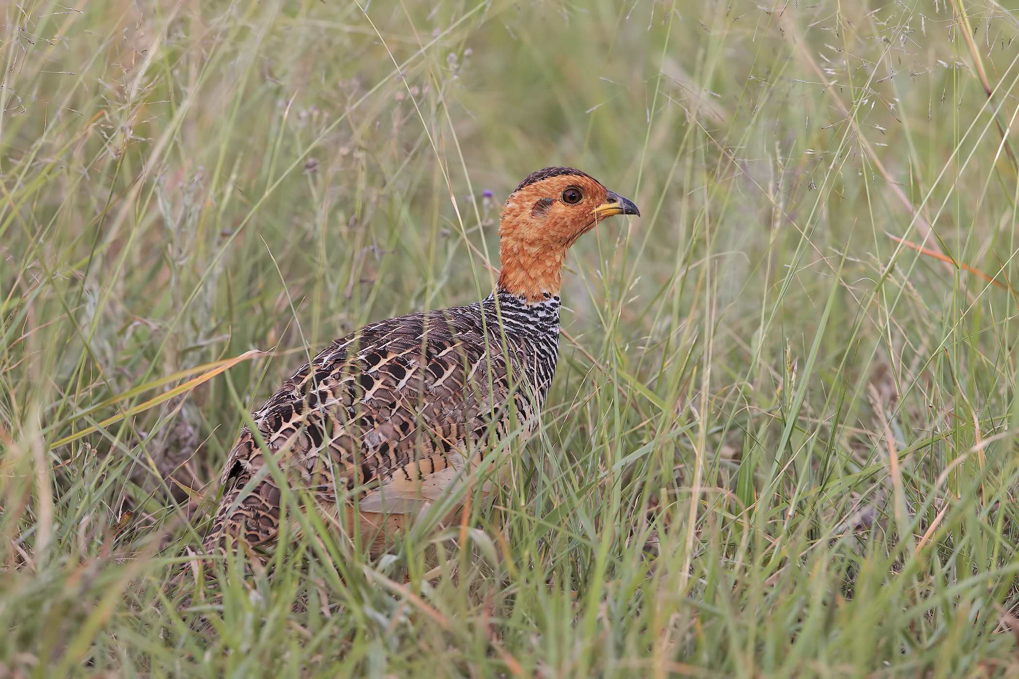 Francolino di coqui (maschio)